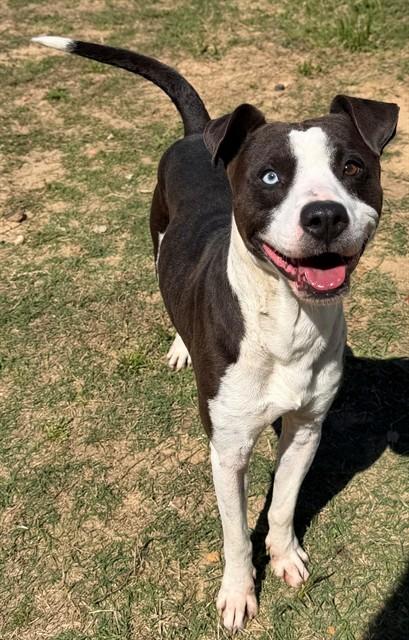 TACO, Adoptable, Young Male Pit Bull Terrier & Mixed Breed.