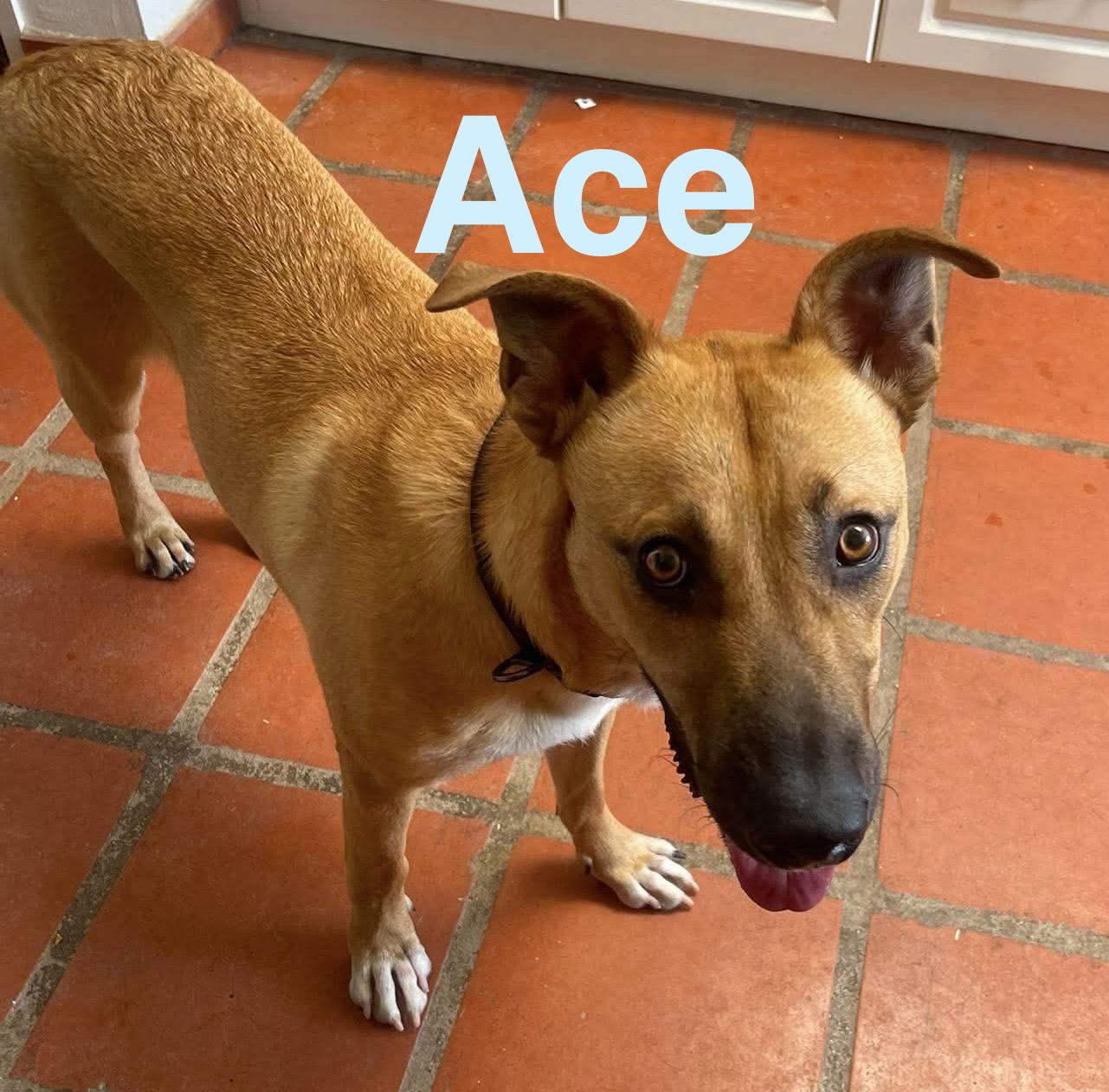 Ace, ADOPTABLE, Adult Male German Shepherd Dog.