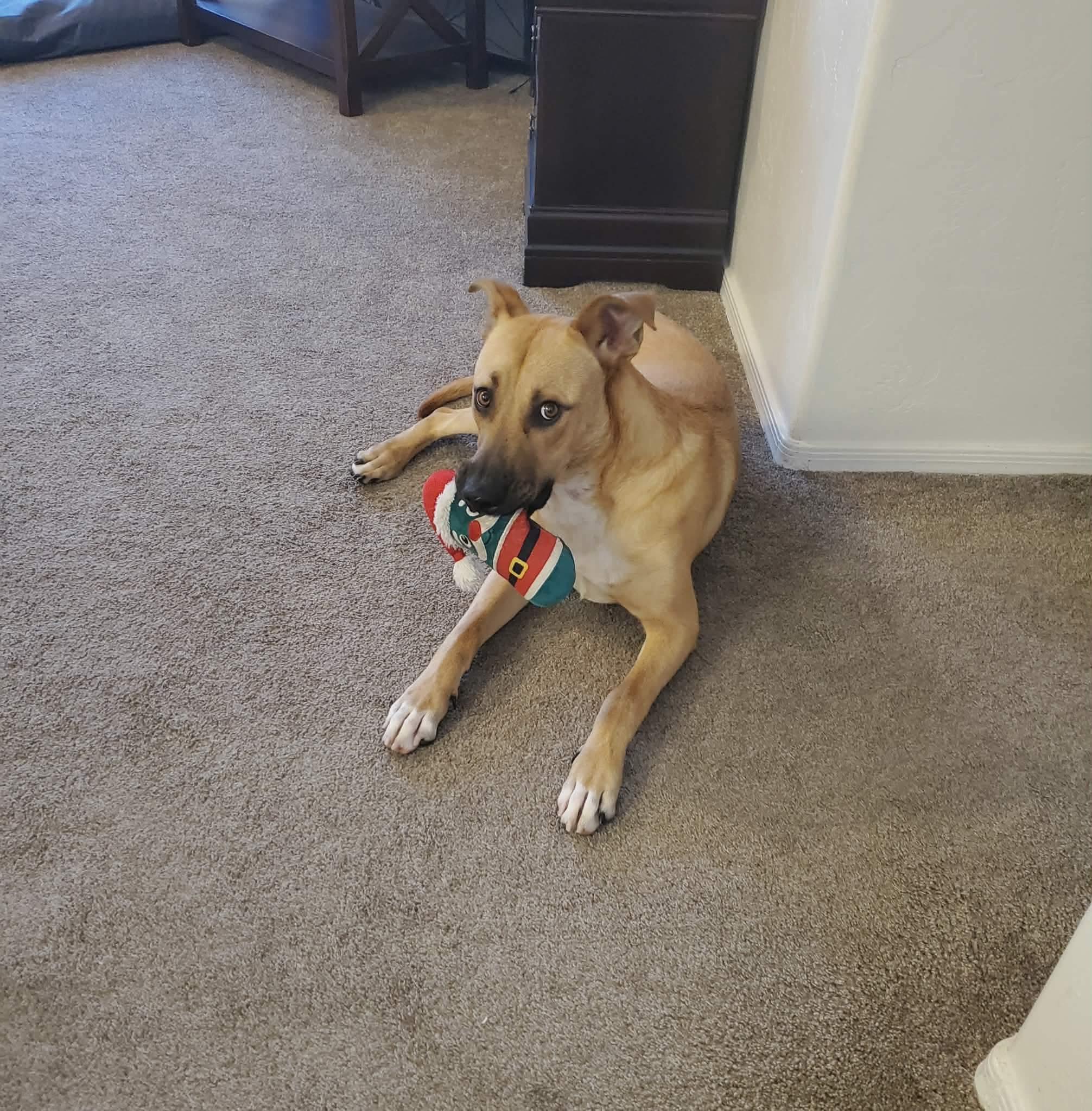 Enlarge Ace, a ADOPTABLE mixed breed in Sierra Vista, AZ image 2/2