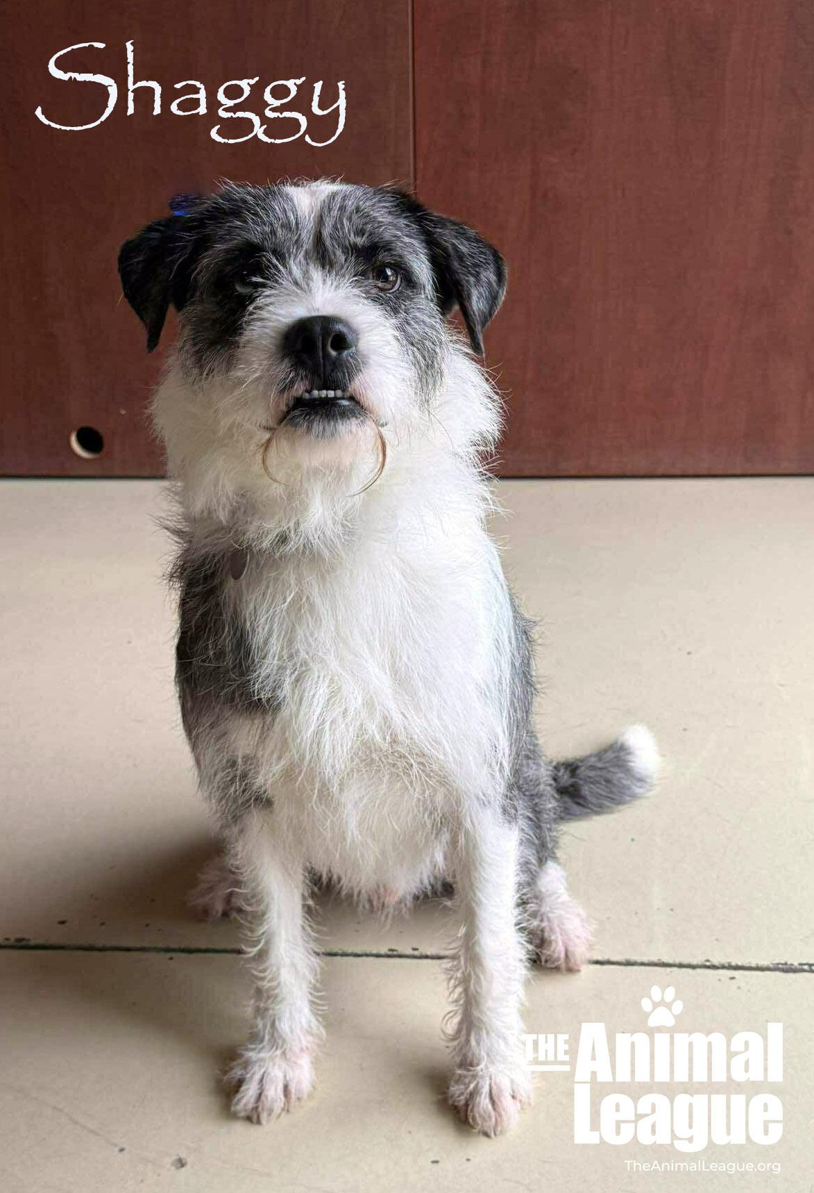 Enlarge Shaggy, a ADOPTABLE mixed breed in Groveland, FL image 6/6