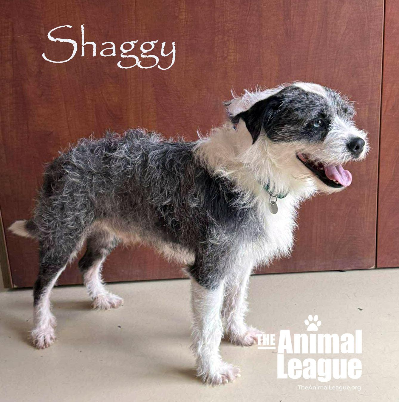 Enlarge Shaggy, a ADOPTABLE mixed breed in Groveland, FL image 4/6
