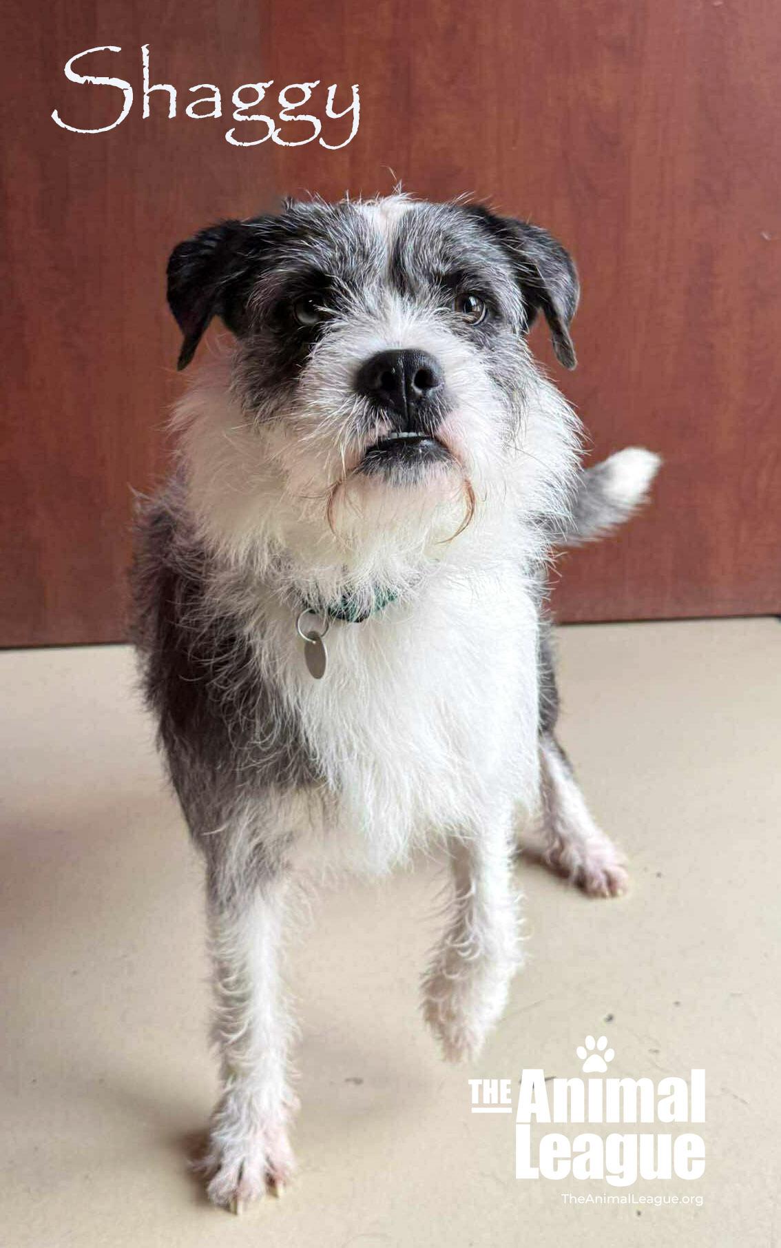 Enlarge Shaggy, a ADOPTABLE mixed breed in Groveland, FL image 2/6