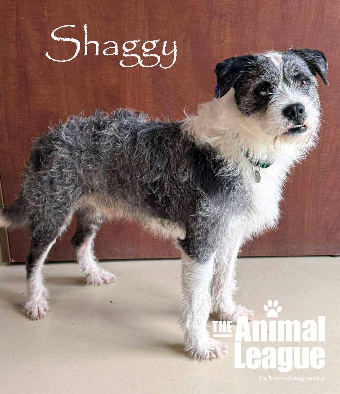 Enlarge Shaggy, a ADOPTABLE mixed breed in Groveland, FL image 3/6