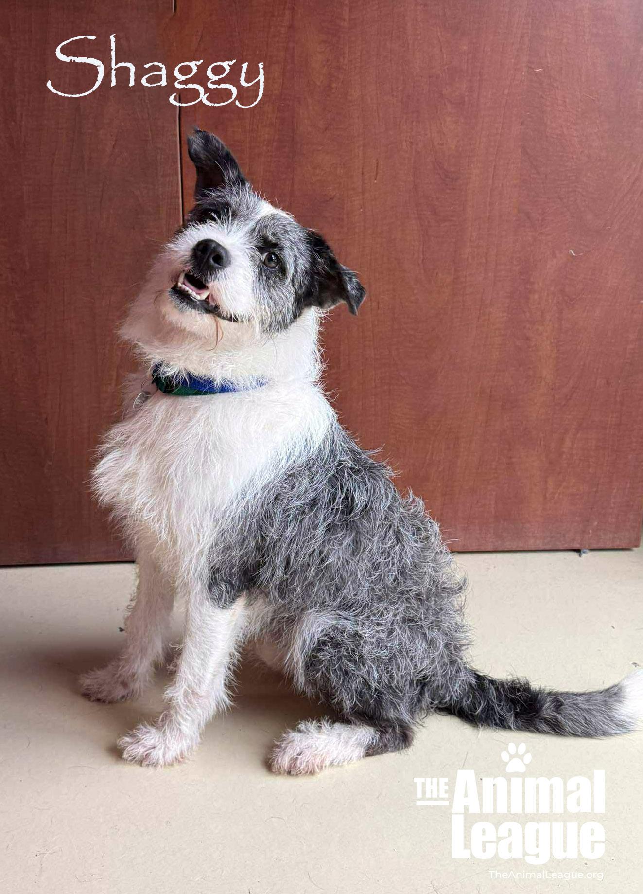 Shaggy, ADOPTABLE, Adult Male Parson Russell Terrier & Australian Shepherd.