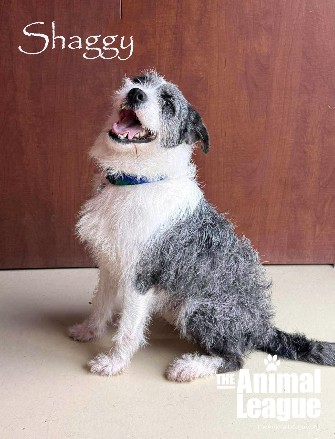 Enlarge Shaggy, a ADOPTABLE mixed breed in Groveland, FL image 5/6