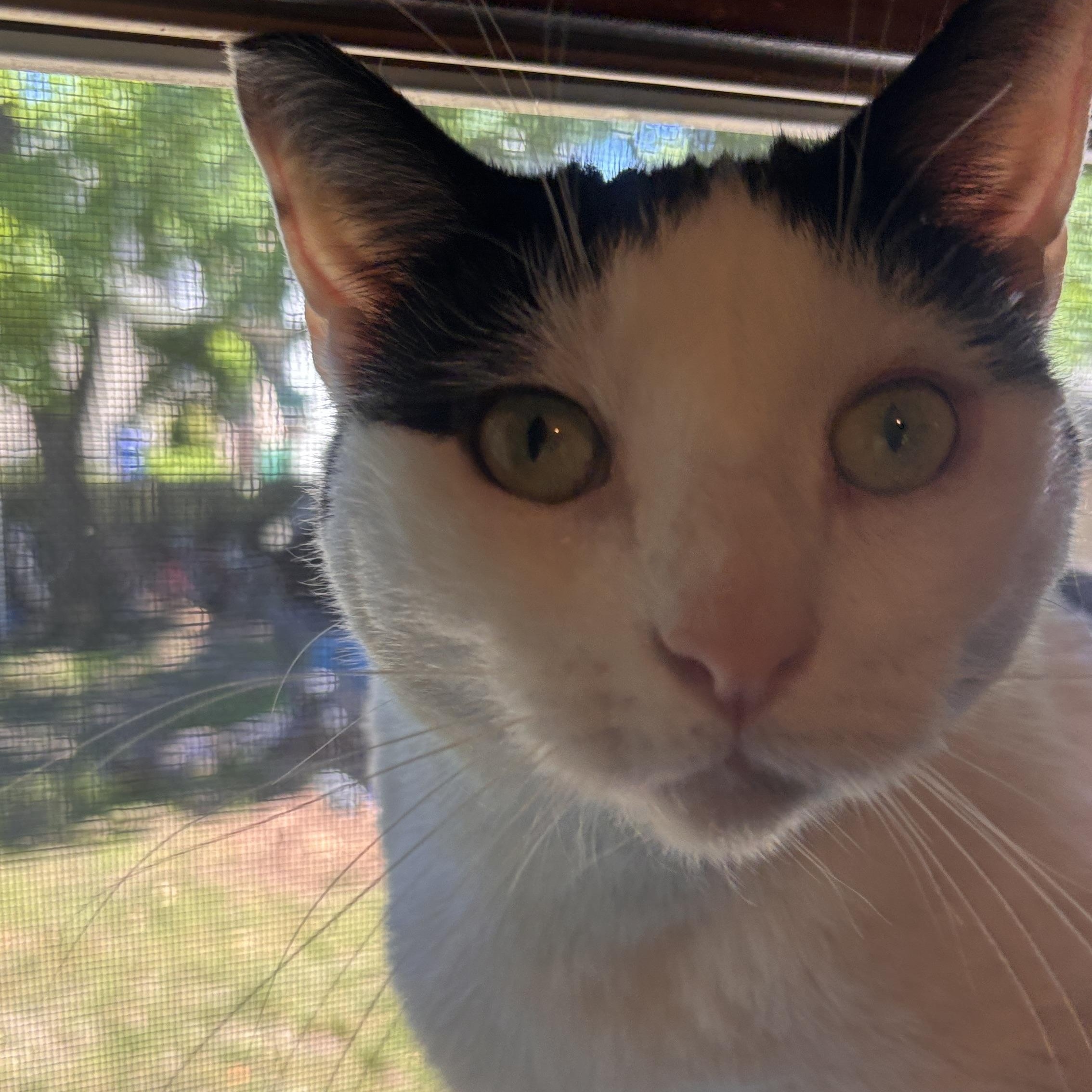 Dinah, a ADOPTABLE Domestic Short Hair in Melrose, MA image 5/5