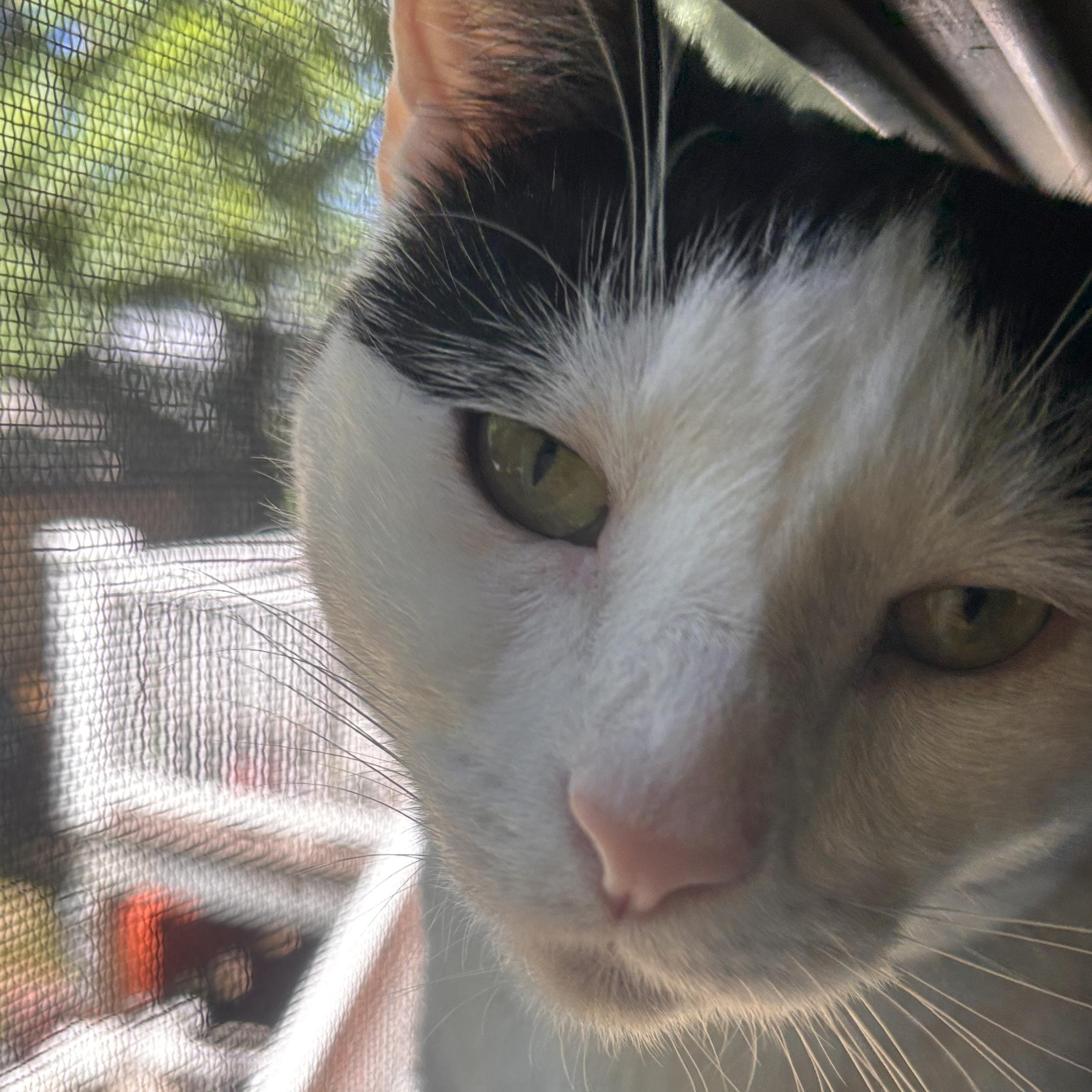 Dinah, a ADOPTABLE Domestic Short Hair in Melrose, MA image 2/5