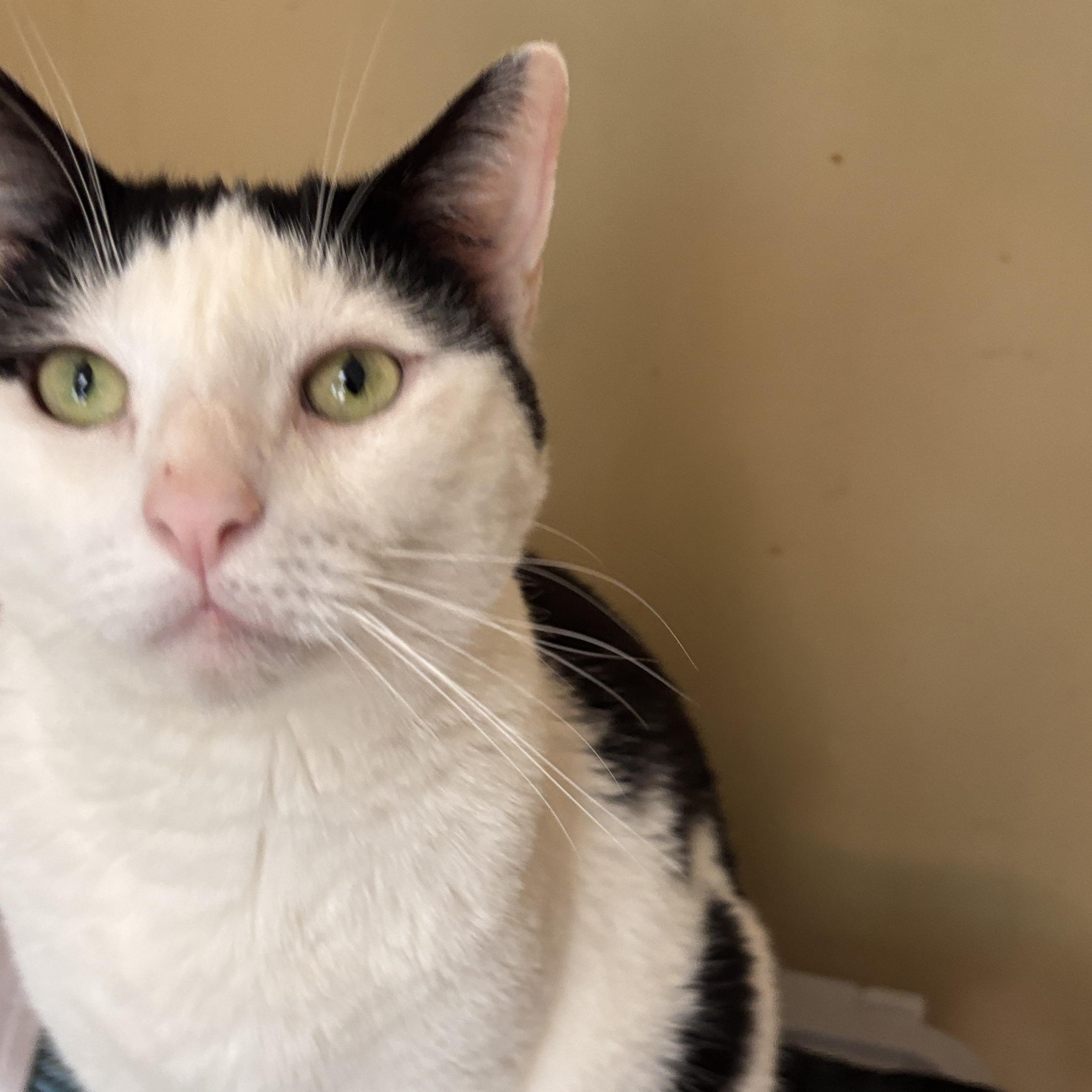 Dinah, a ADOPTABLE Domestic Short Hair in Melrose, MA image 1/5