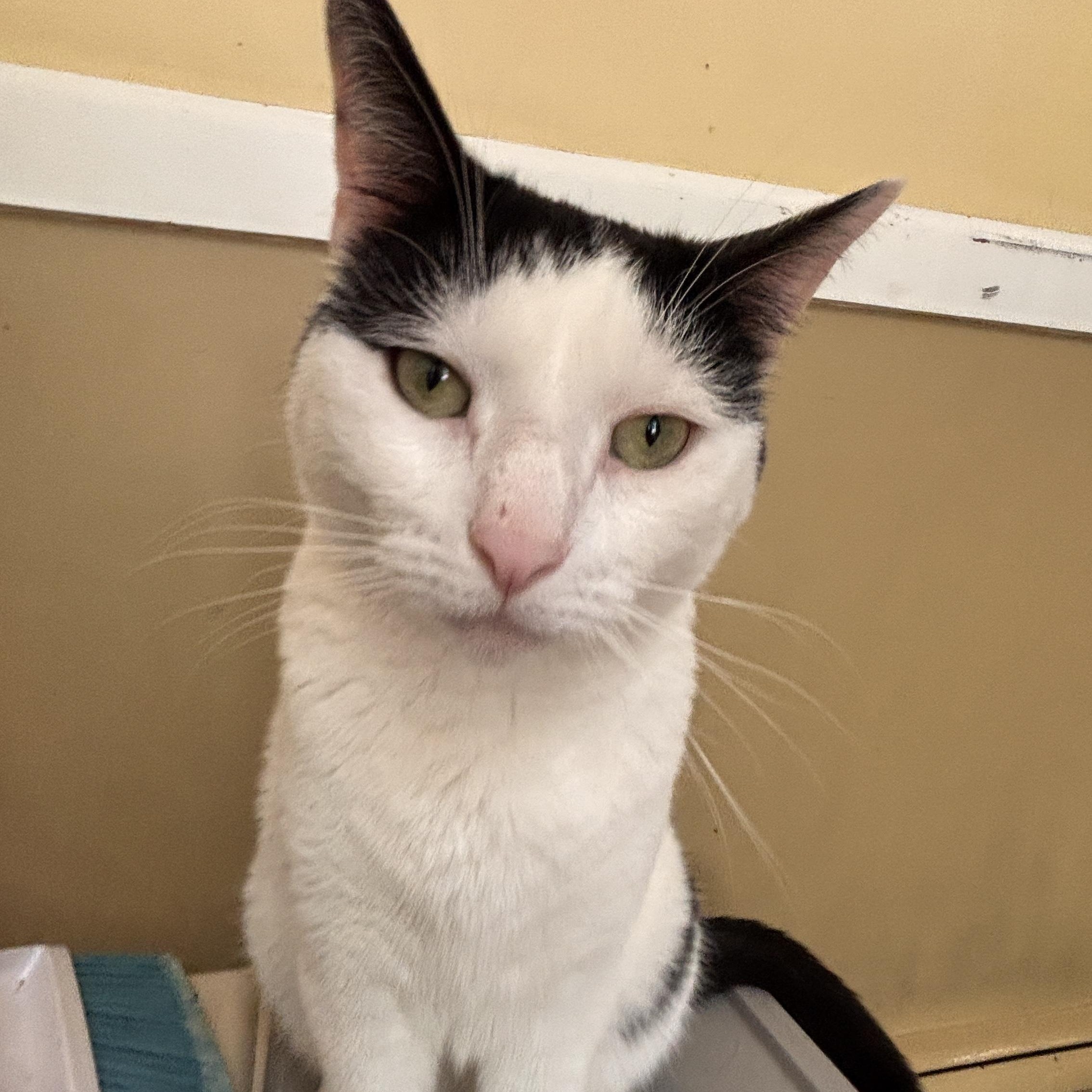 Dinah, a ADOPTABLE Domestic Short Hair in Melrose, MA image 3/5