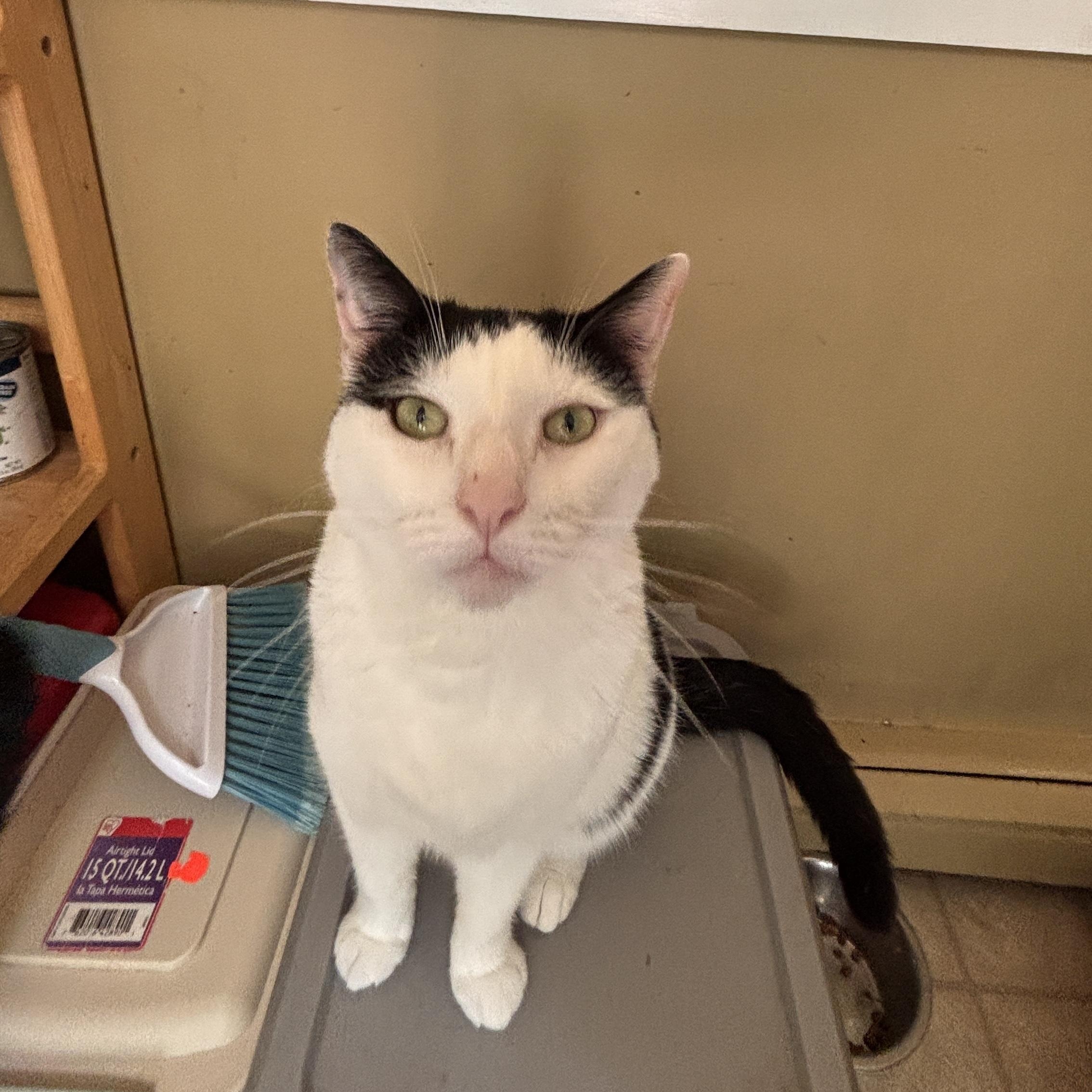 Dinah, a ADOPTABLE Domestic Short Hair in Melrose, MA image 4/5