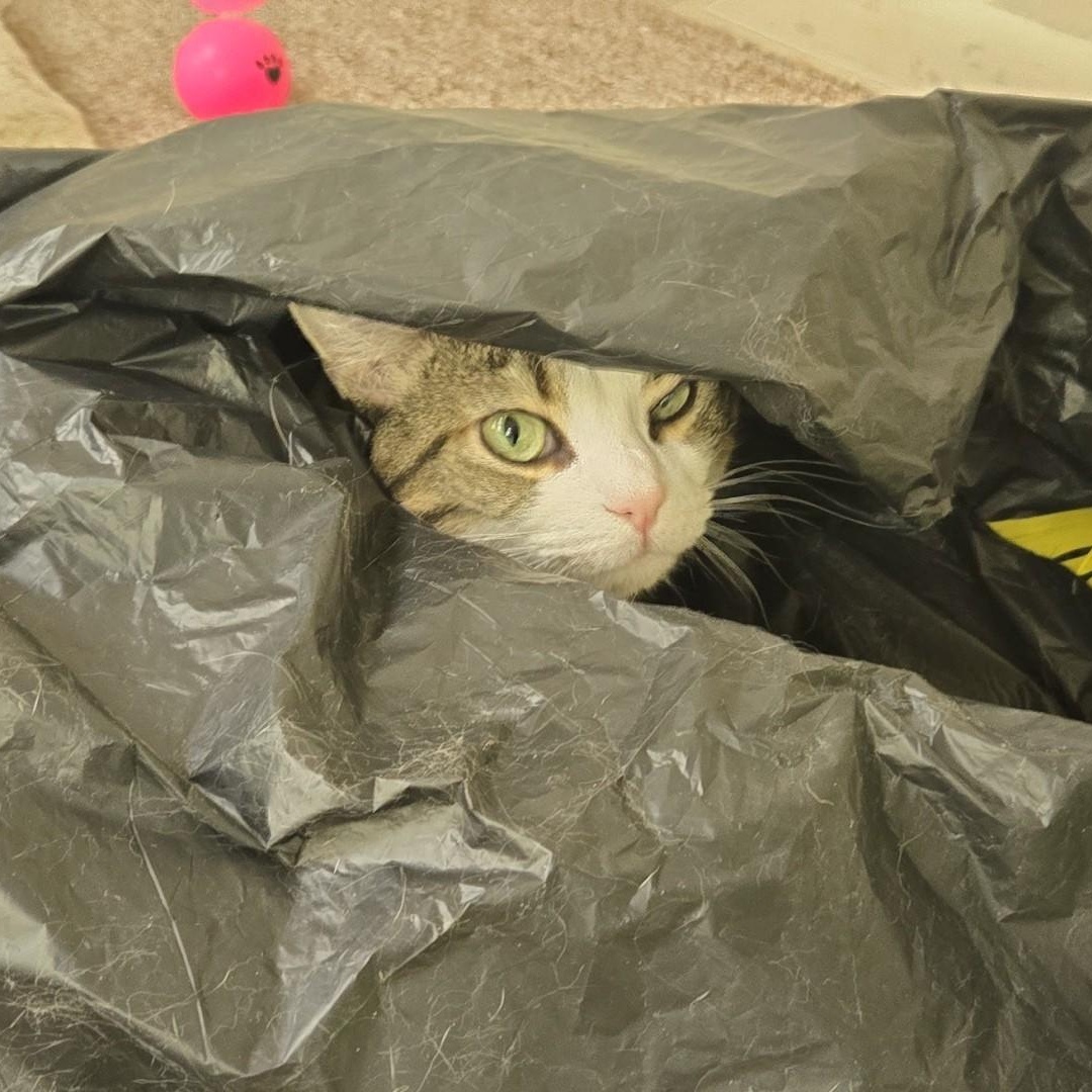 Enlarge Sophie , an adopted Tabby in SCOTTSDALE, AZ image 1/3