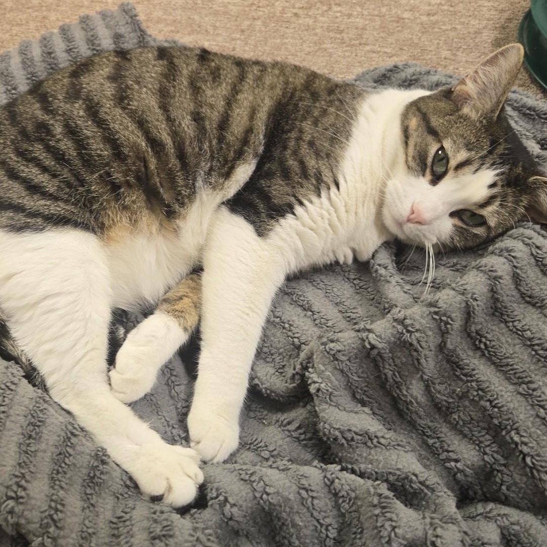 Enlarge Sophie , an adopted Tabby in SCOTTSDALE, AZ image 3/3