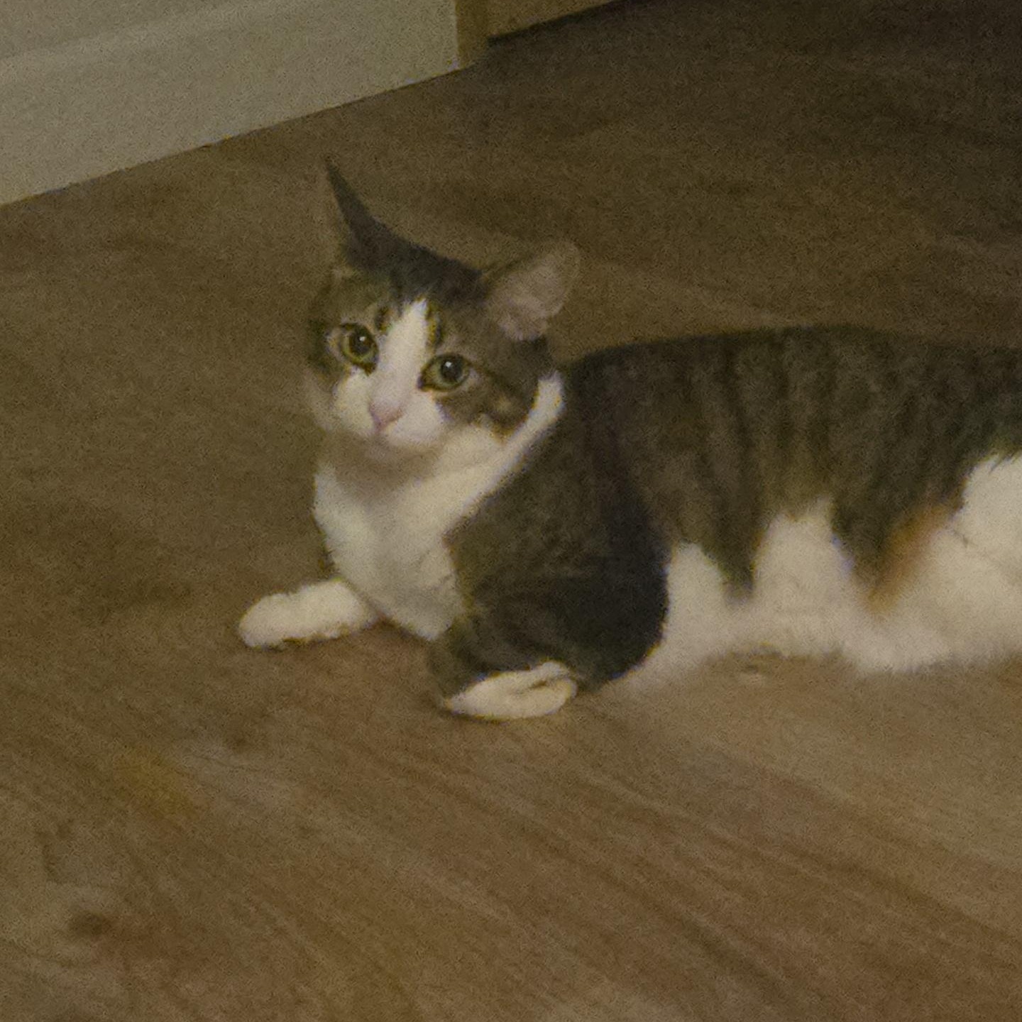 Enlarge Sophie , an adopted Tabby in SCOTTSDALE, AZ image 2/3