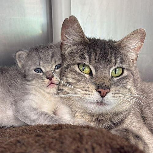 REIGN & SAGE, ADOPTABLE, Young Female Domestic Short Hair.