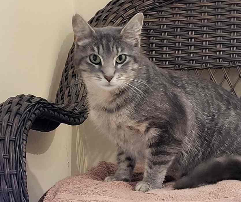 REIGN & SAGE, an adoptable Domestic Short Hair in Sequim, WA image 5/5