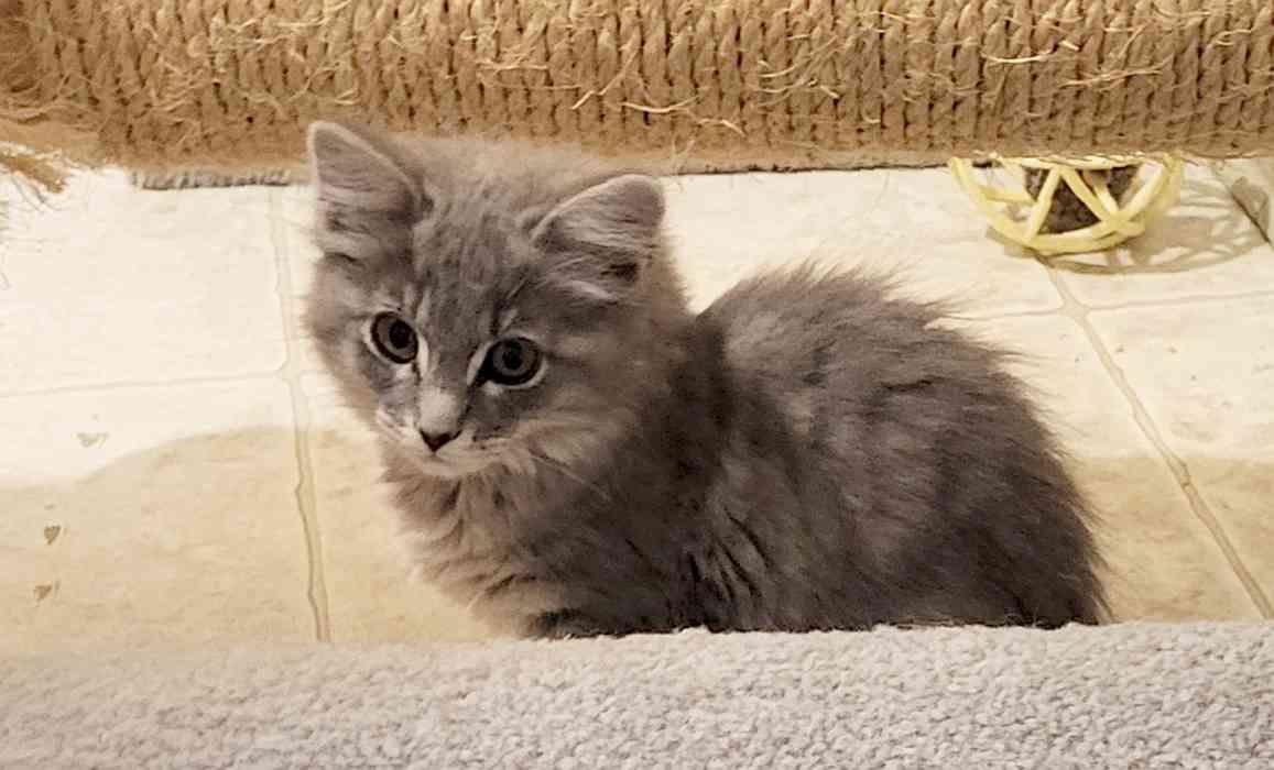 REIGN & SAGE, an adoptable Domestic Short Hair in Sequim, WA image 4/5