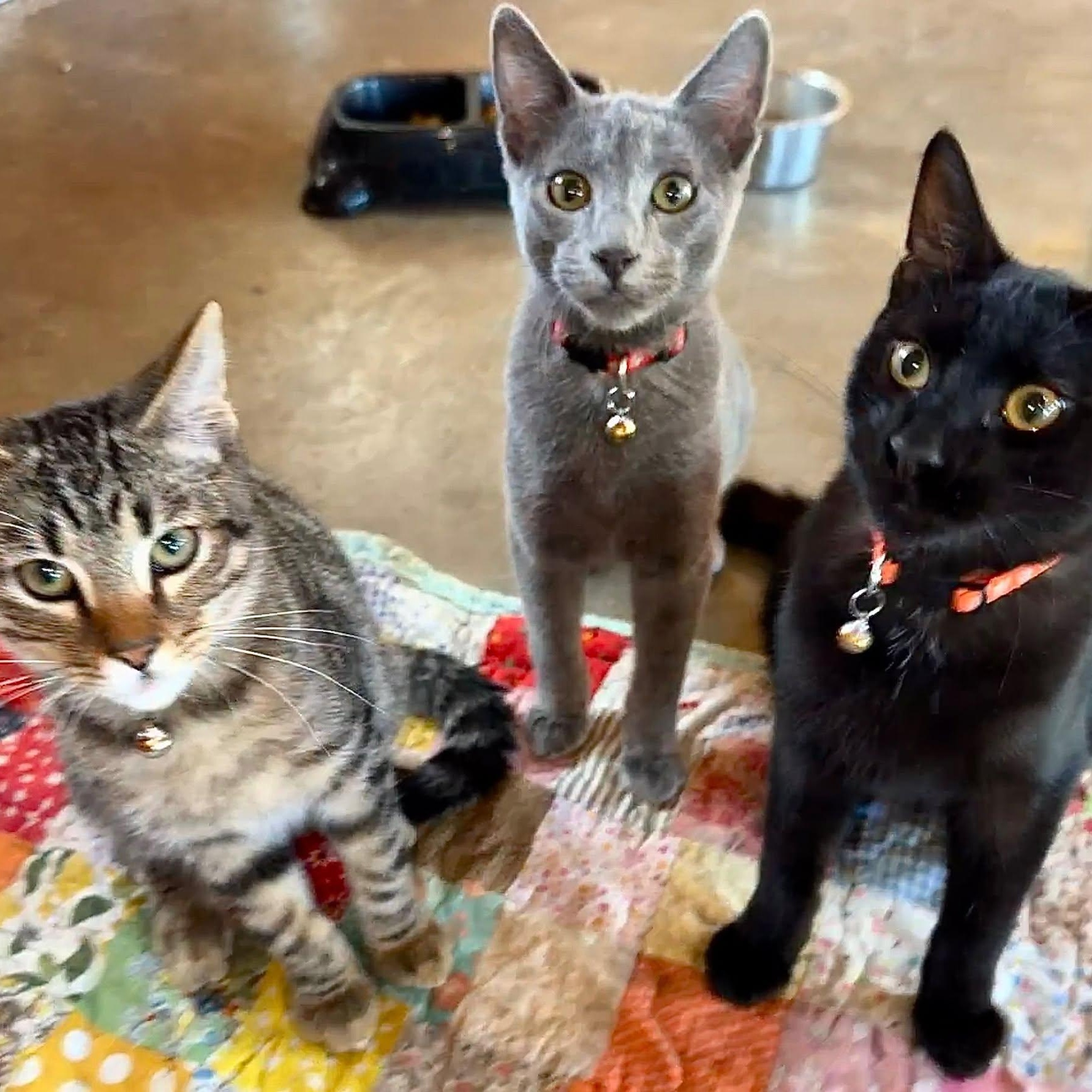 Enlarge Moe, Larry & Curly, a Adoptable Domestic Short Hair in Mount Sterling, IL image 1/1