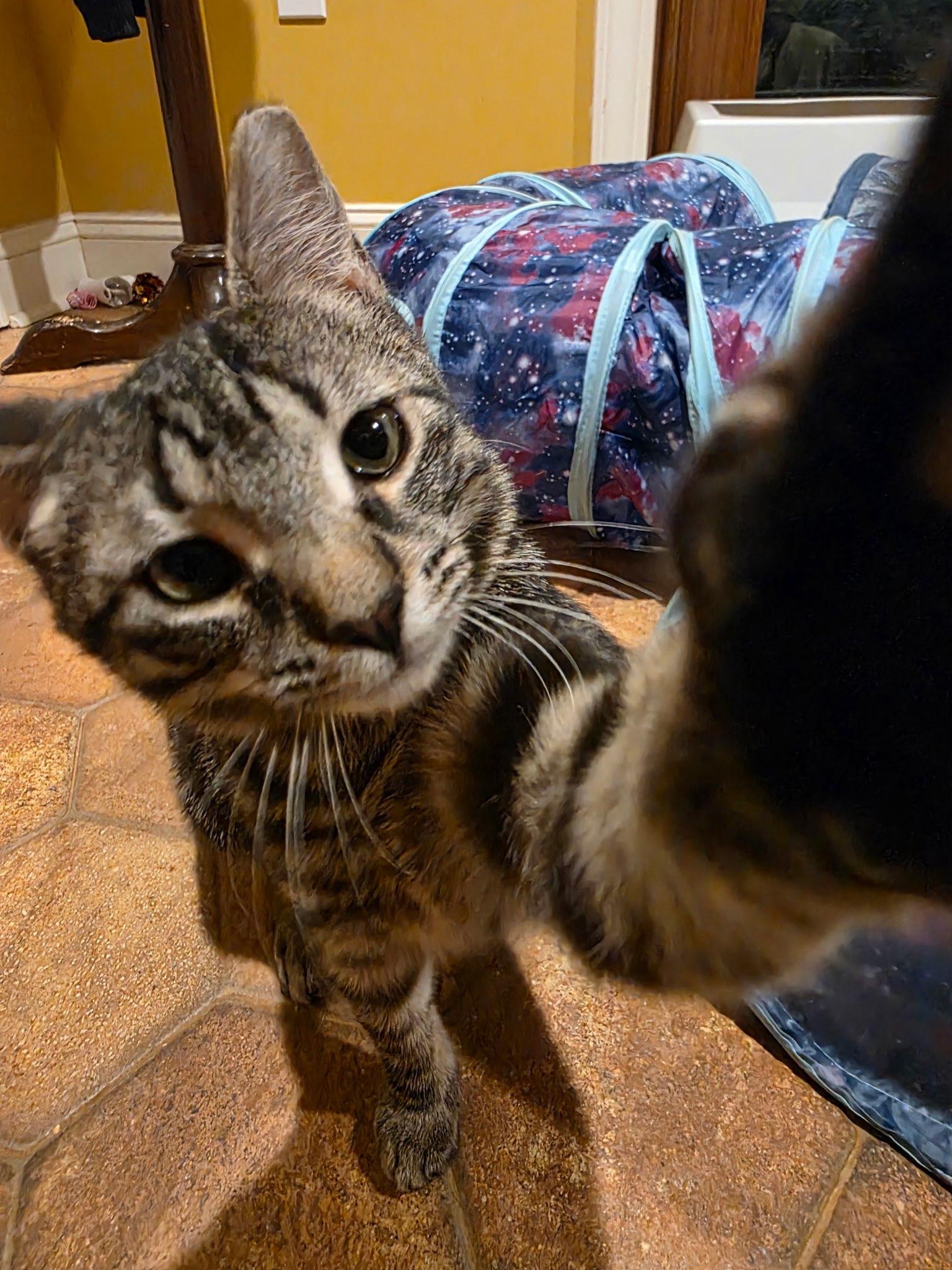 Enlarge Gravy, a Adoptable Domestic Short Hair in Davidson, NC image 1/3