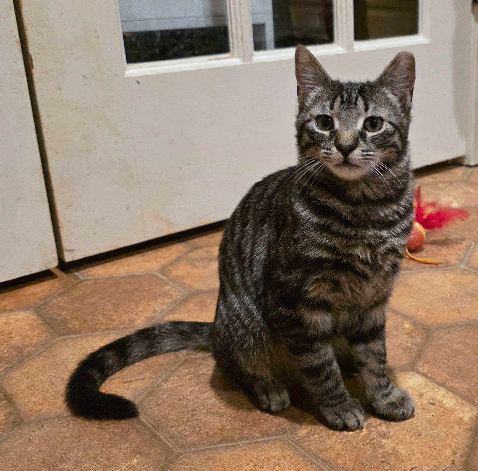 Enlarge Gravy, a Adoptable Domestic Short Hair in Davidson, NC image 2/3