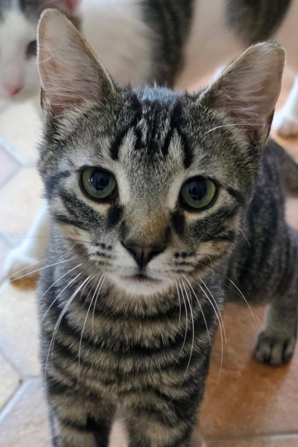 Enlarge Gravy, a Adoptable Domestic Short Hair in Davidson, NC image 3/3