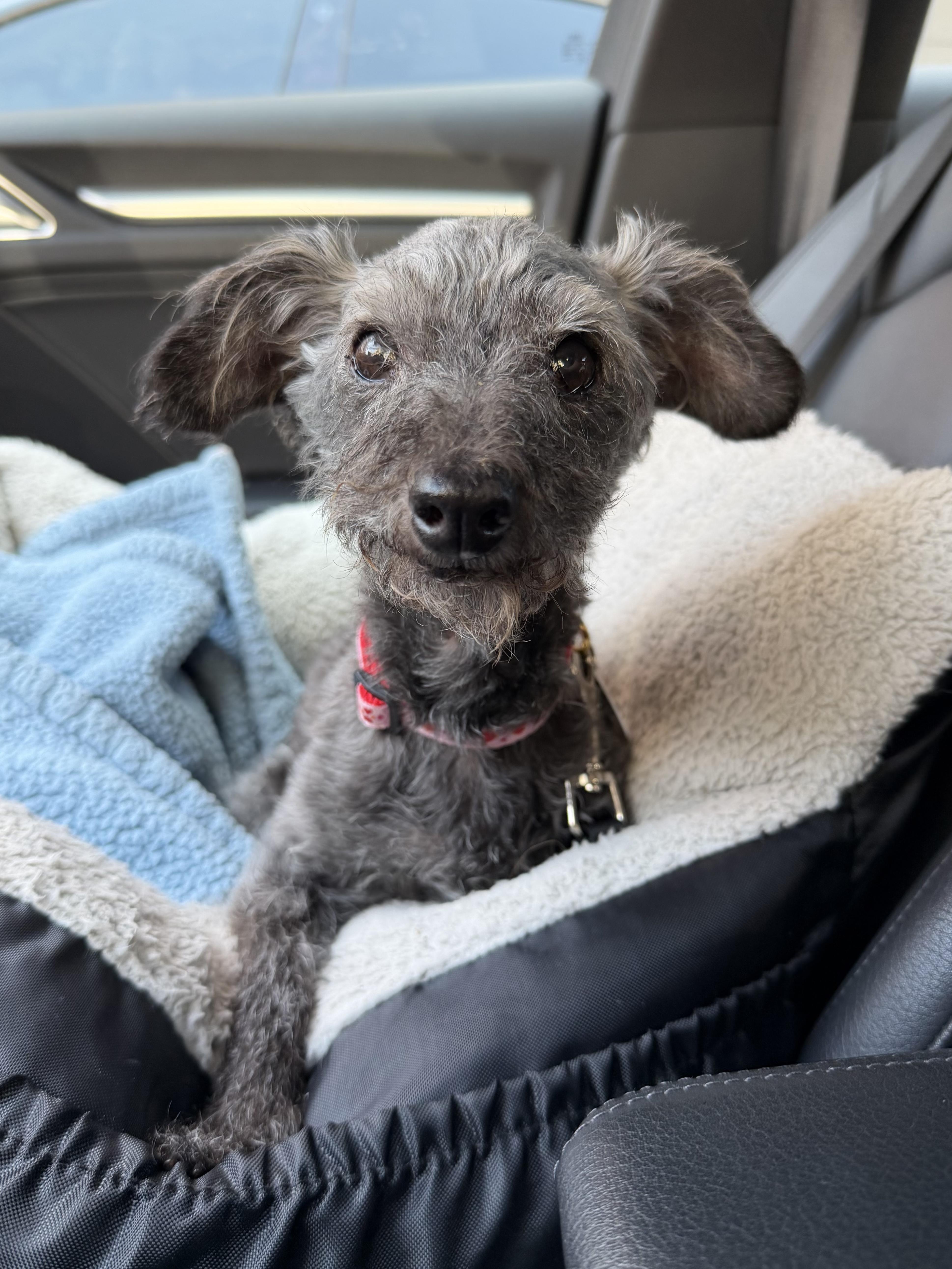 Doris, a ADOPTABLE mixed breed in West Hollywood, CA image 5/5