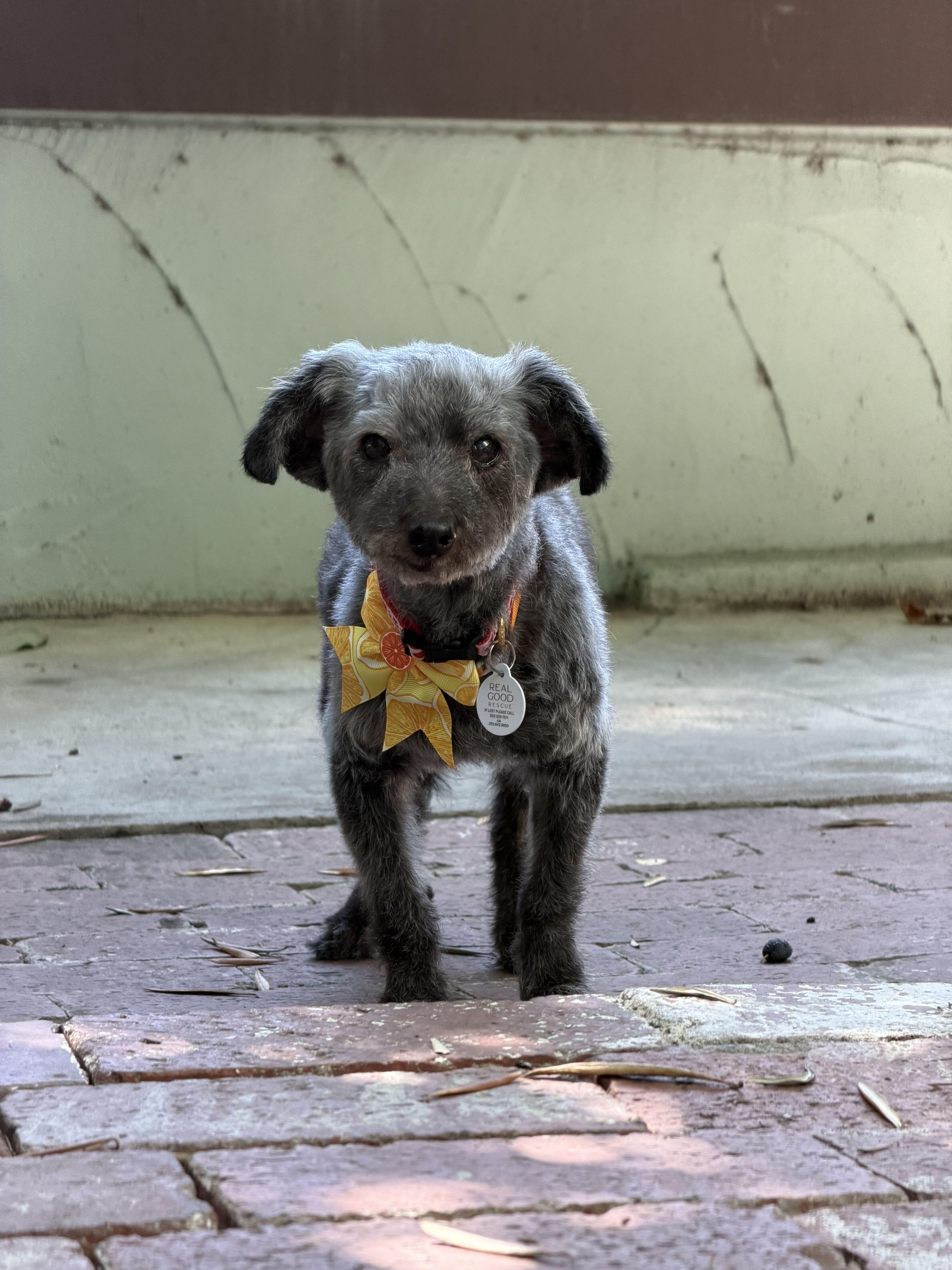 Doris, ADOPTABLE, Senior Female Poodle.
