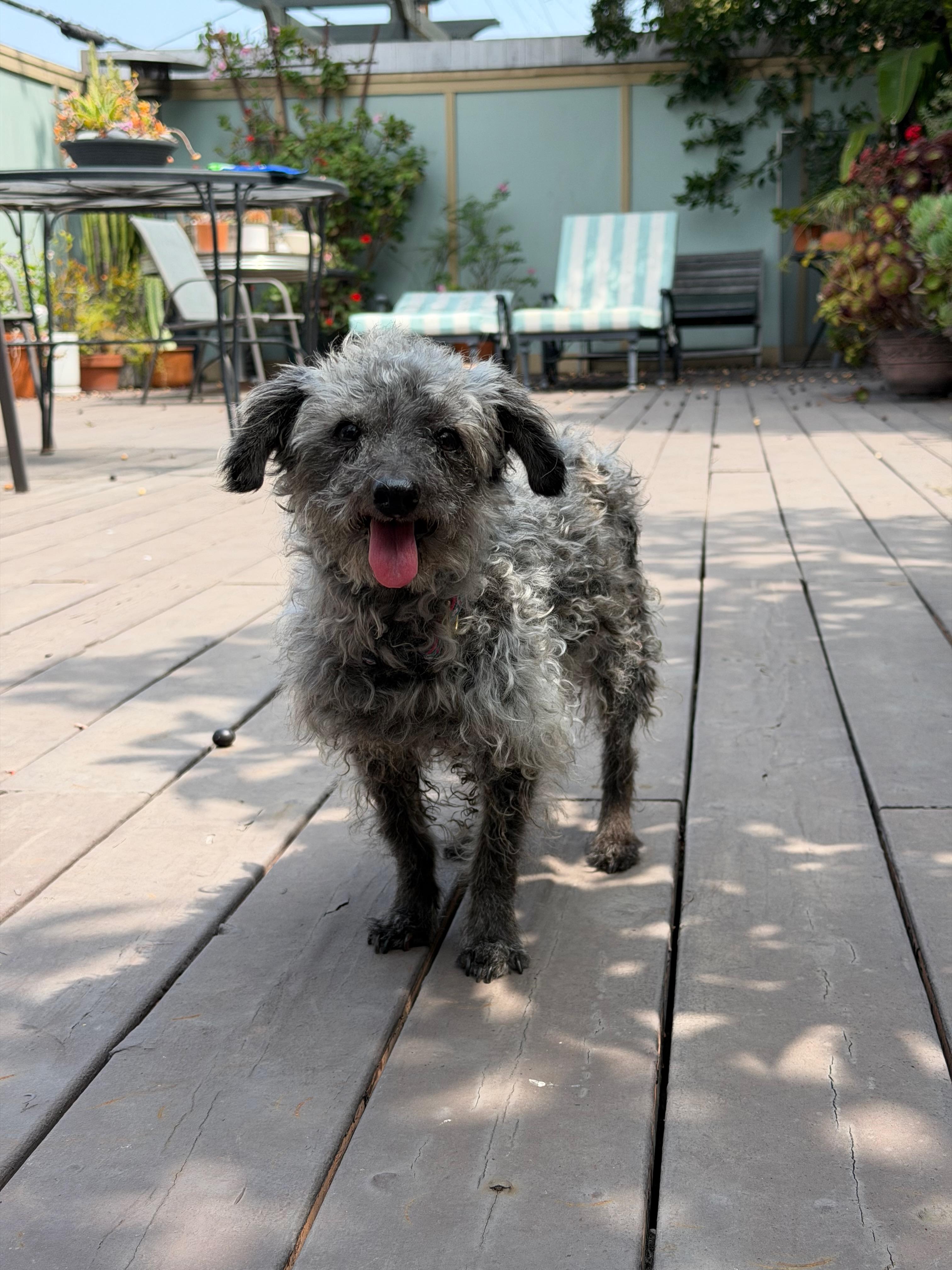 Doris, a ADOPTABLE mixed breed in West Hollywood, CA image 2/5