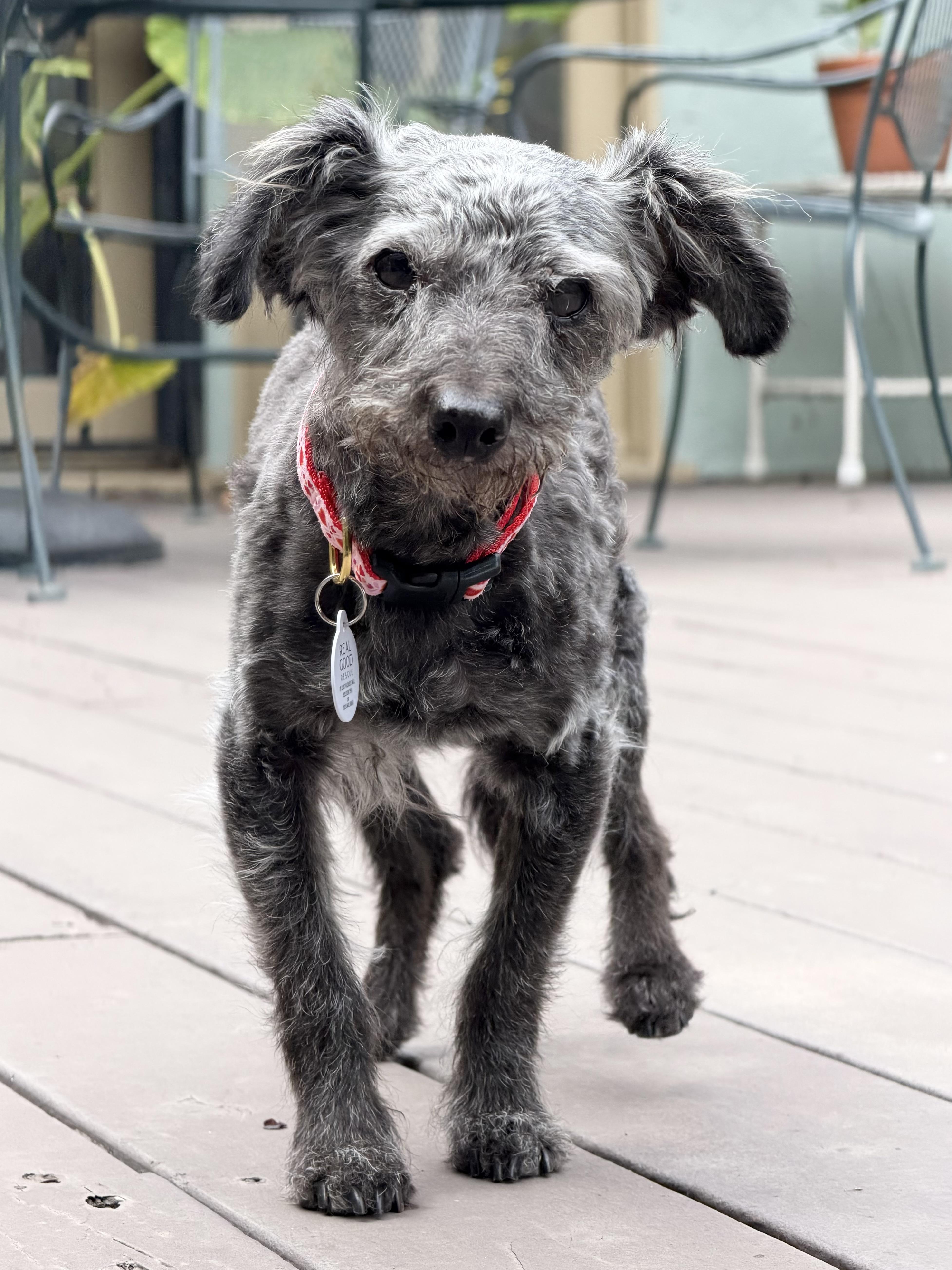 Doris, a ADOPTABLE mixed breed in West Hollywood, CA image 4/5