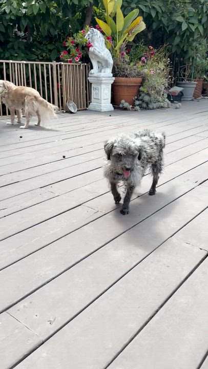 Enlarge Doris, a ADOPTABLE mixed breed in West Hollywood, CA video 3/5