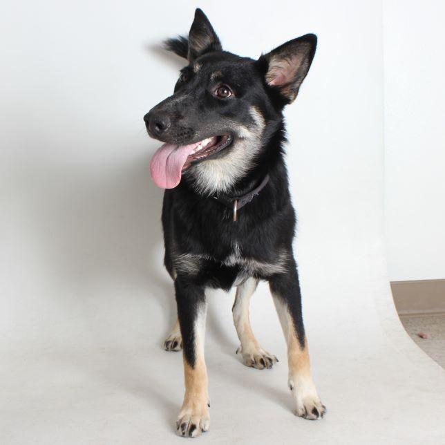 Bauer