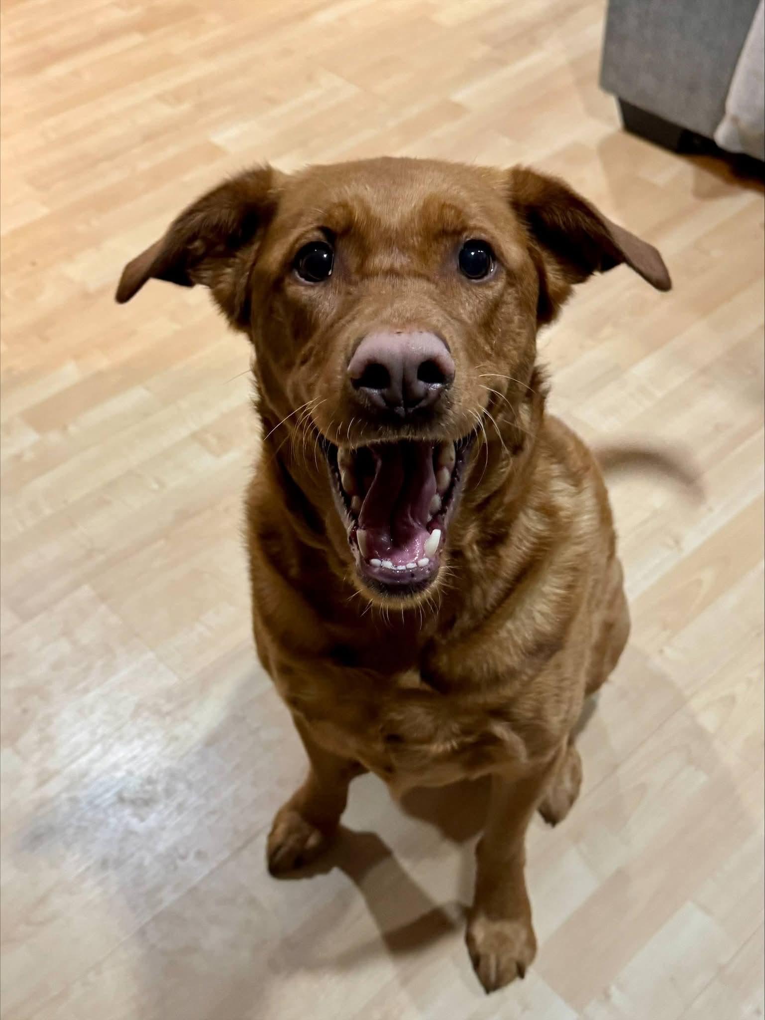 Rozi, a ADOPTABLE mixed breed in Sawyer, ND image 3/6
