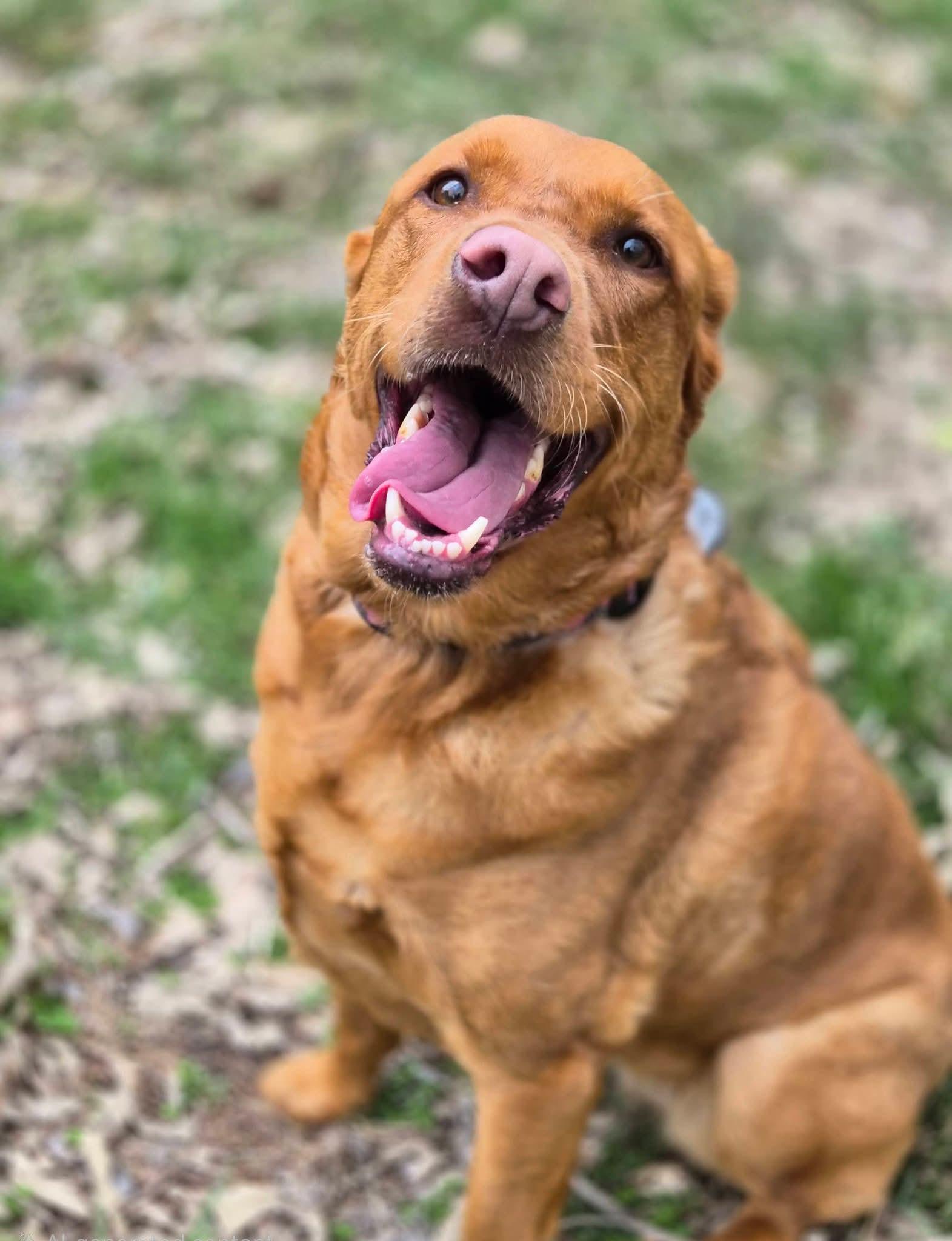 Rozi, a ADOPTABLE mixed breed in Sawyer, ND image 1/6