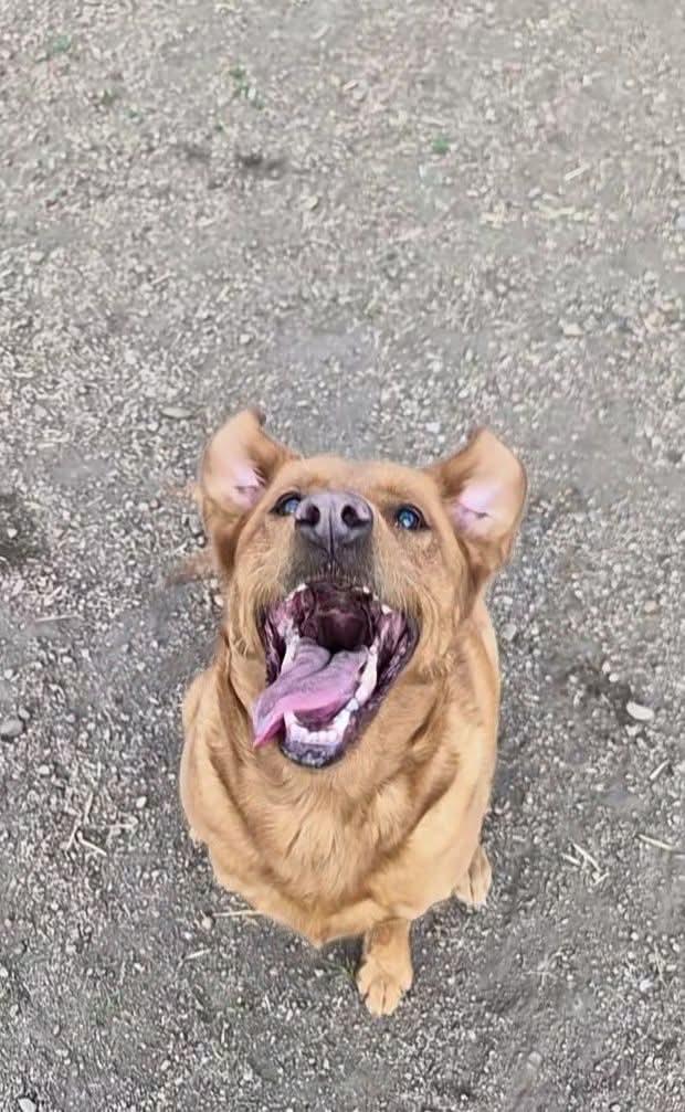 Rozi, a ADOPTABLE mixed breed in Sawyer, ND image 2/6