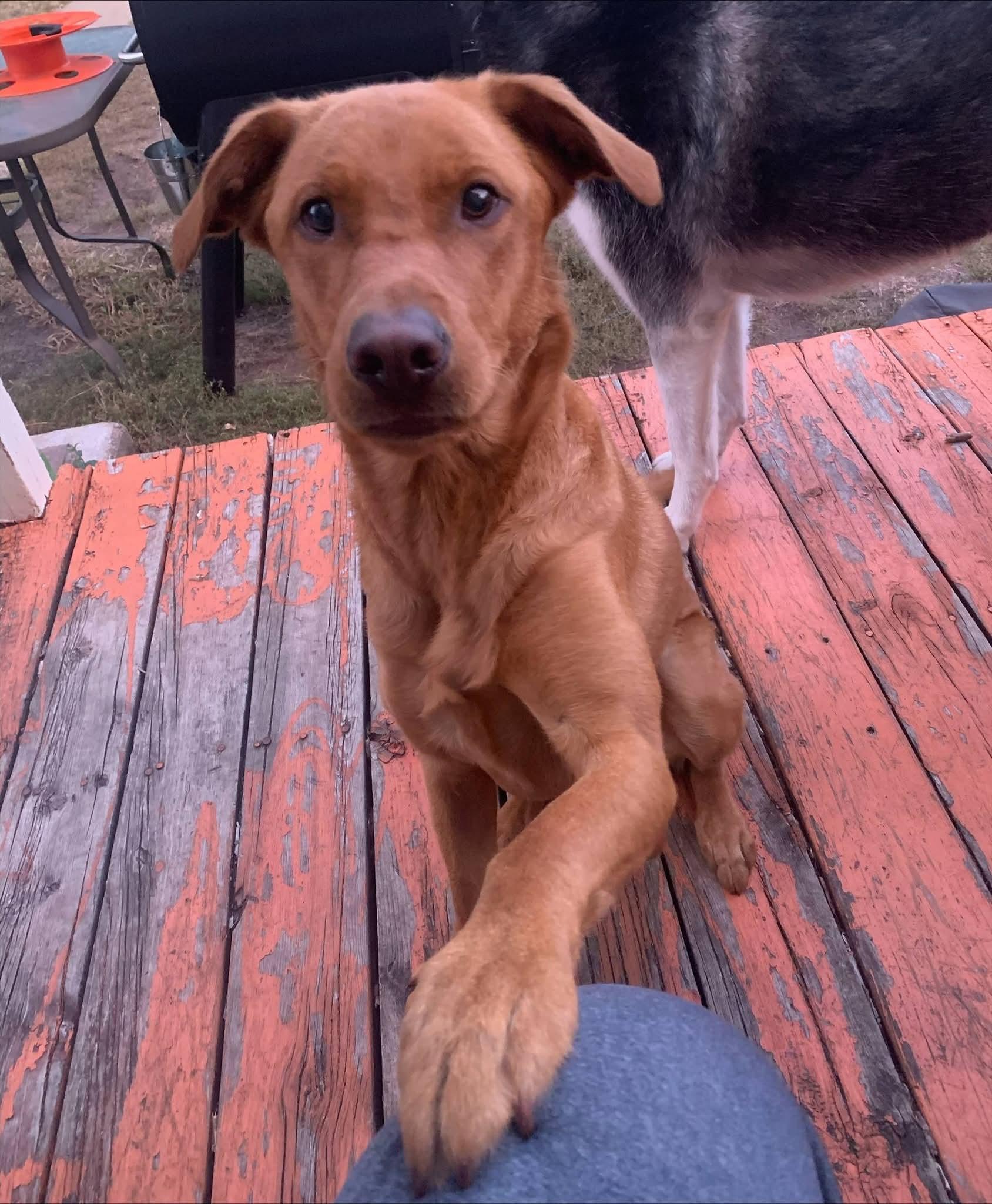 Rozi, a ADOPTABLE mixed breed in Sawyer, ND image 6/6