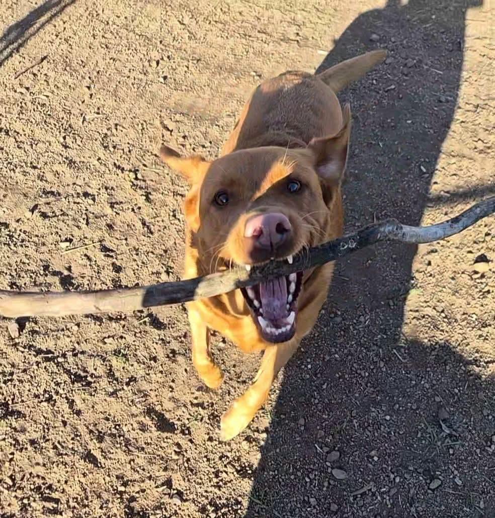 Rozi, a ADOPTABLE mixed breed in Sawyer, ND image 4/6