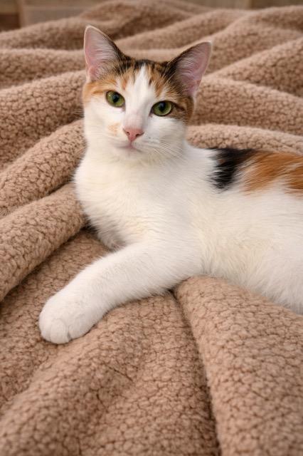 Enlarge Diem, an adopted mixed breed in Englewood, FL image 2/2