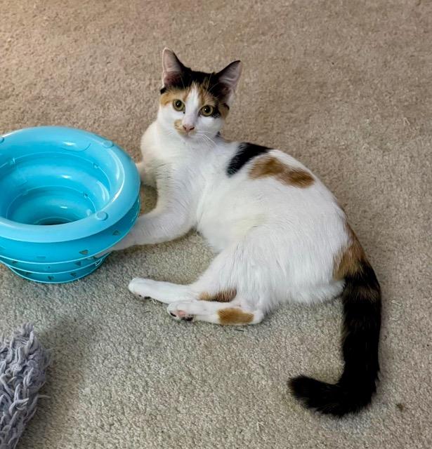 Enlarge Diem, an adopted mixed breed in Englewood, FL image 1/2
