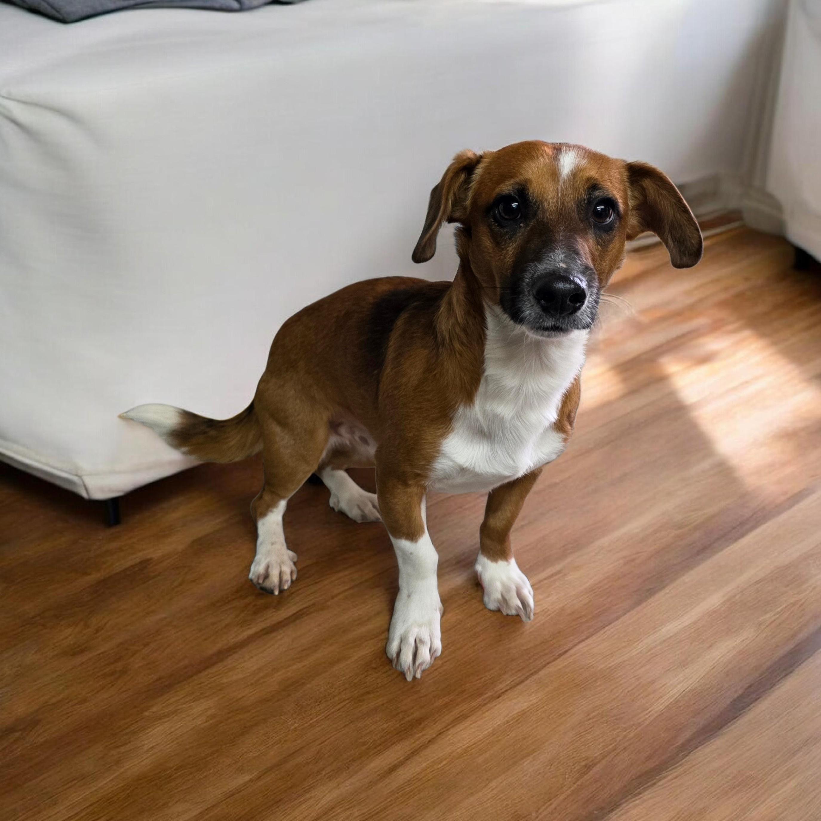 Enlarge Buster, a ADOPTABLE mixed breed in Dallas, GA image 1/1