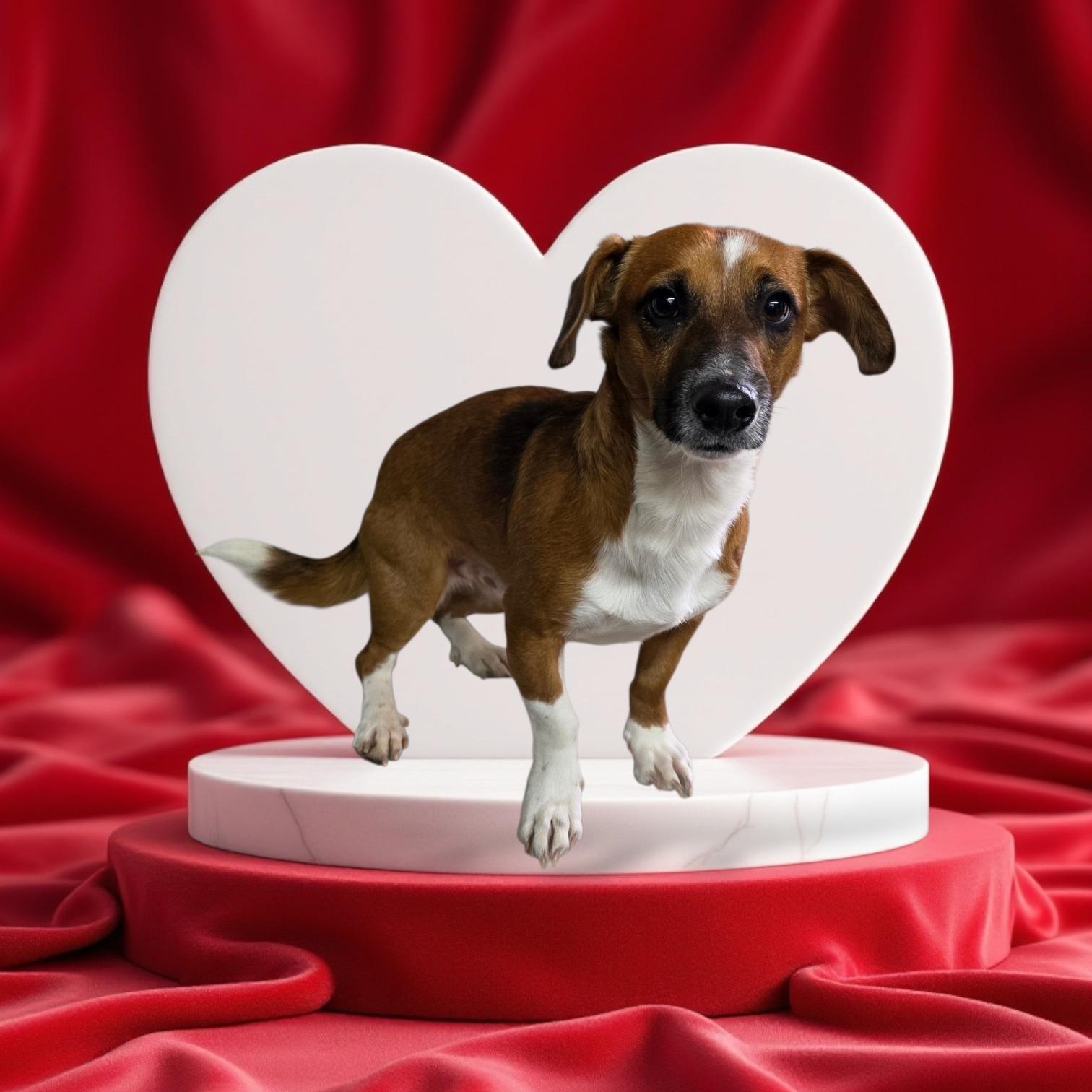 Buster, ADOPTABLE, Young Male Jack Russell Terrier.