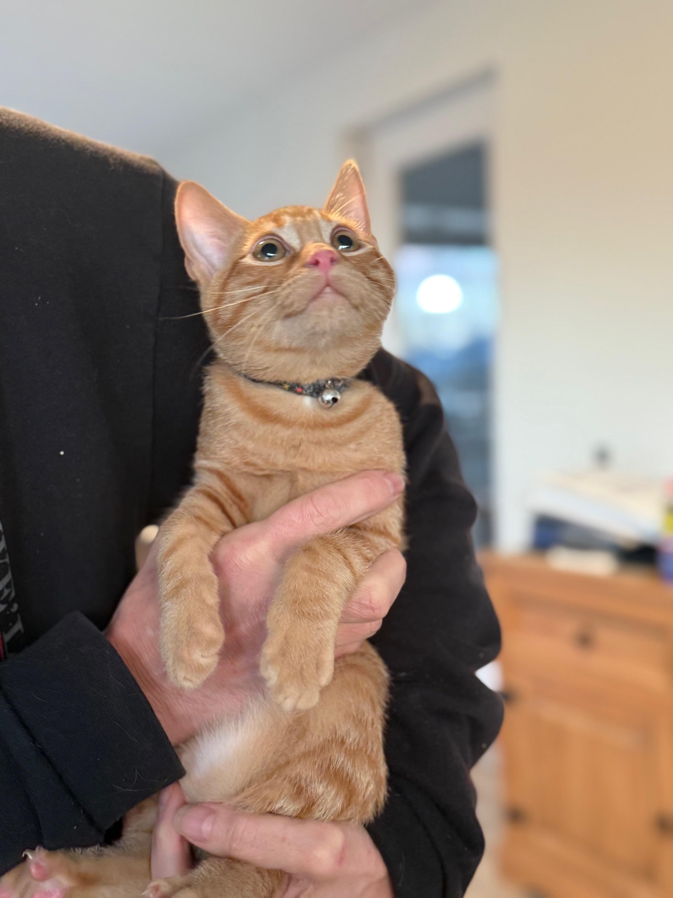 Enlarge Blaze, a Adoptable Domestic Short Hair in Johnson City, TN image 1/2