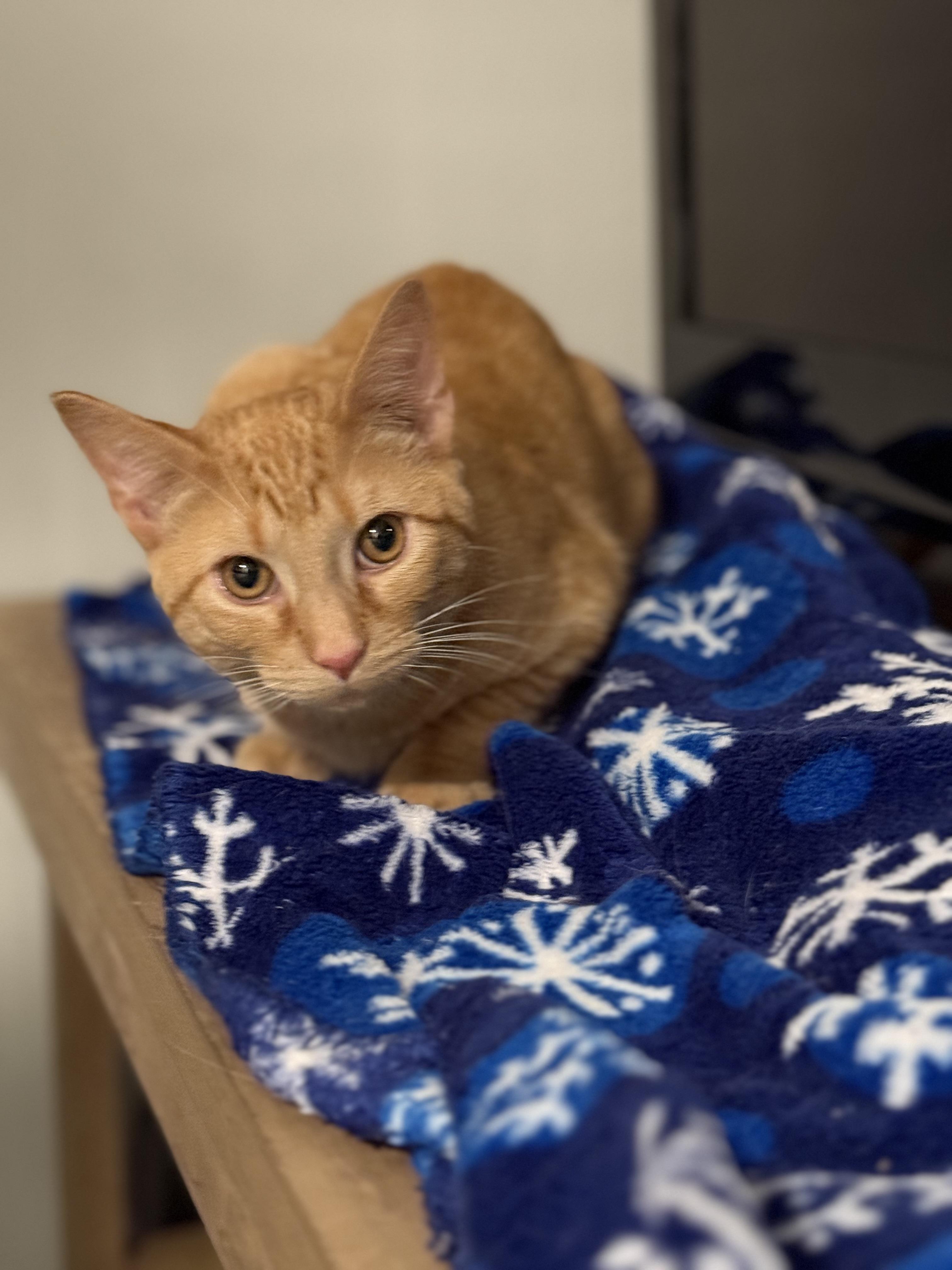 Enlarge Blaze, an adoptable Domestic Short Hair in Johnson City, TN image 1/1