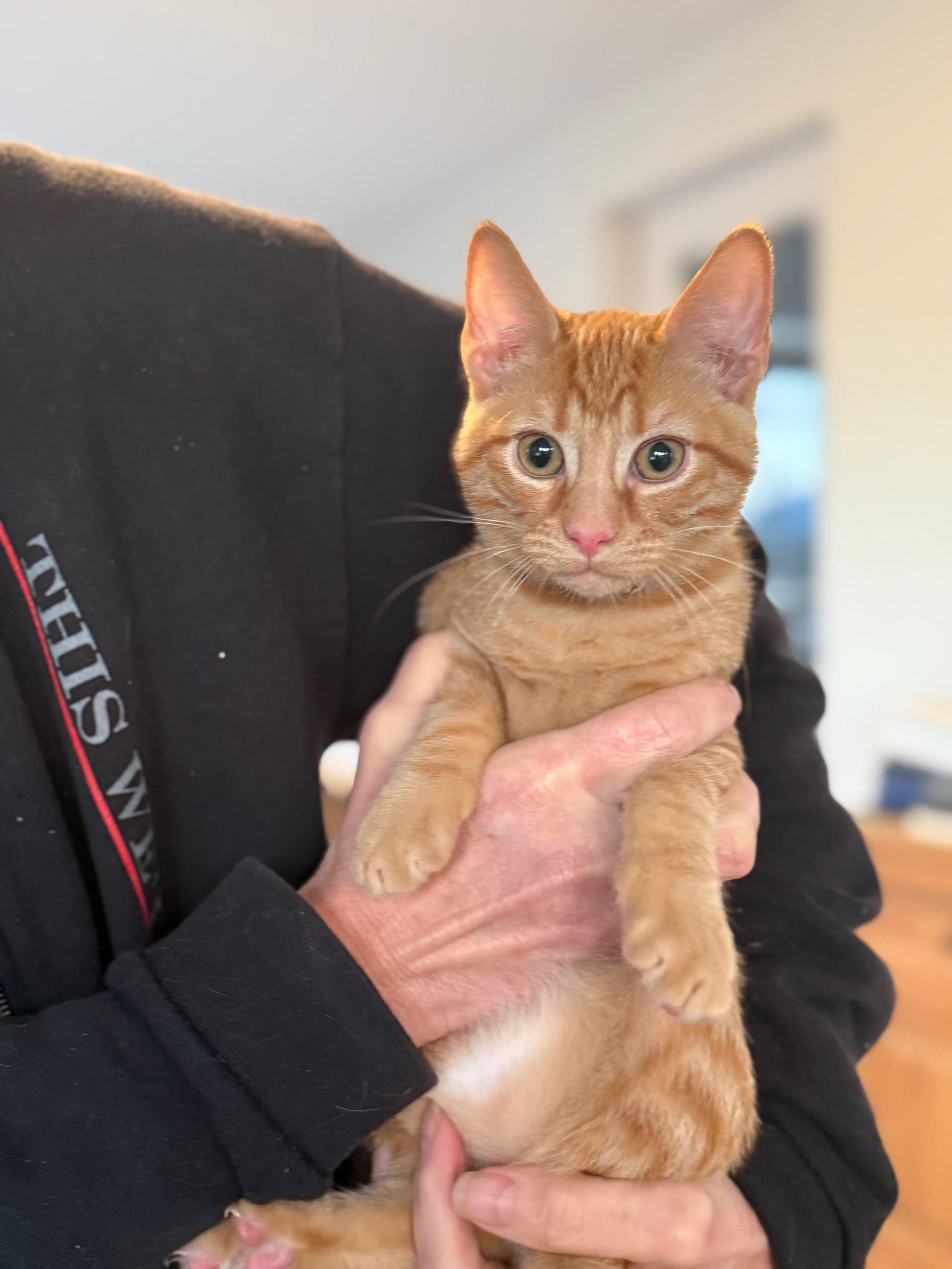 Enlarge Blaze, a Adoptable Domestic Short Hair in Johnson City, TN image 2/2