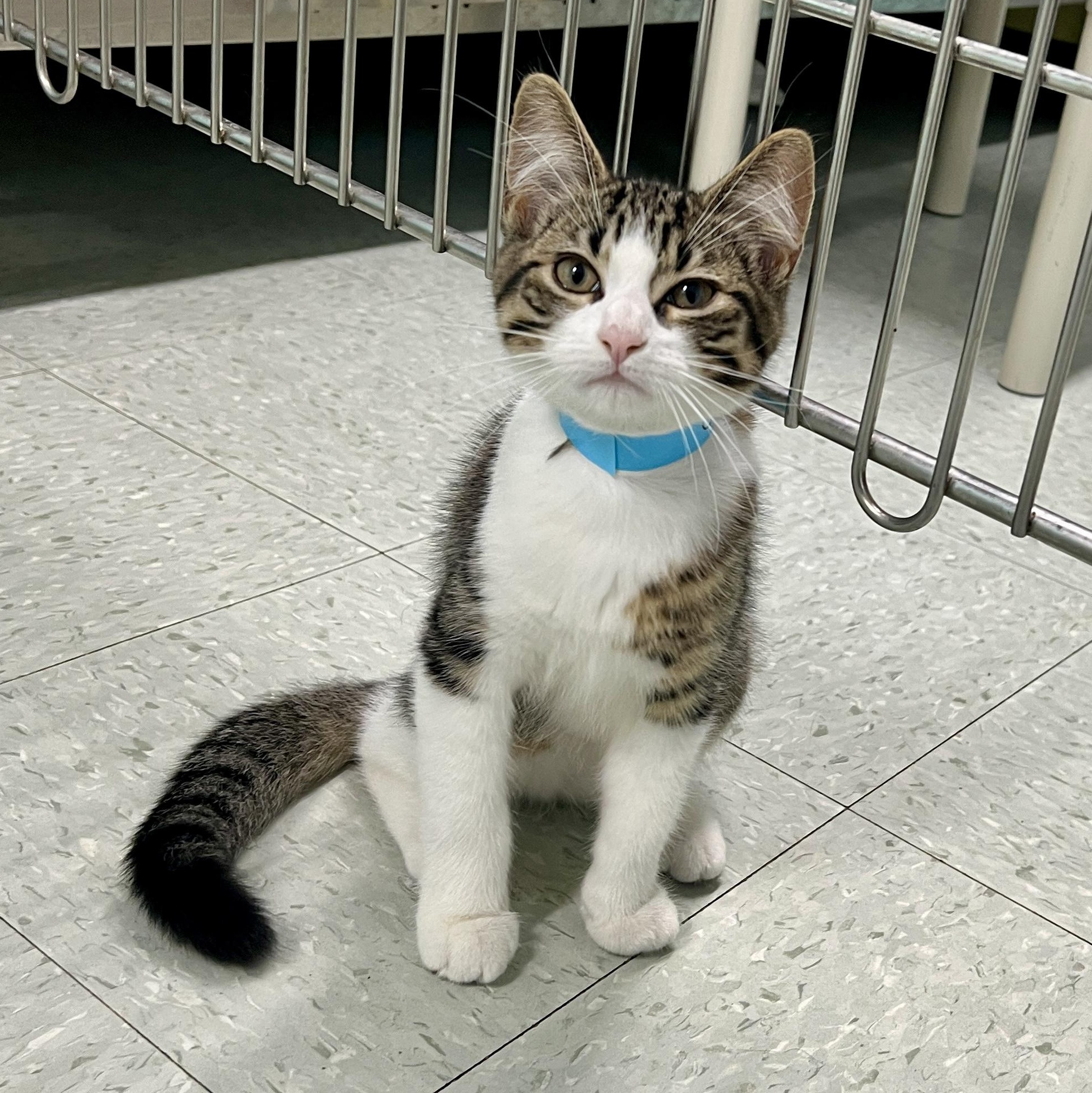 Enlarge Glenn, an adopted Domestic Short Hair in Jamestown, ND image 2/2