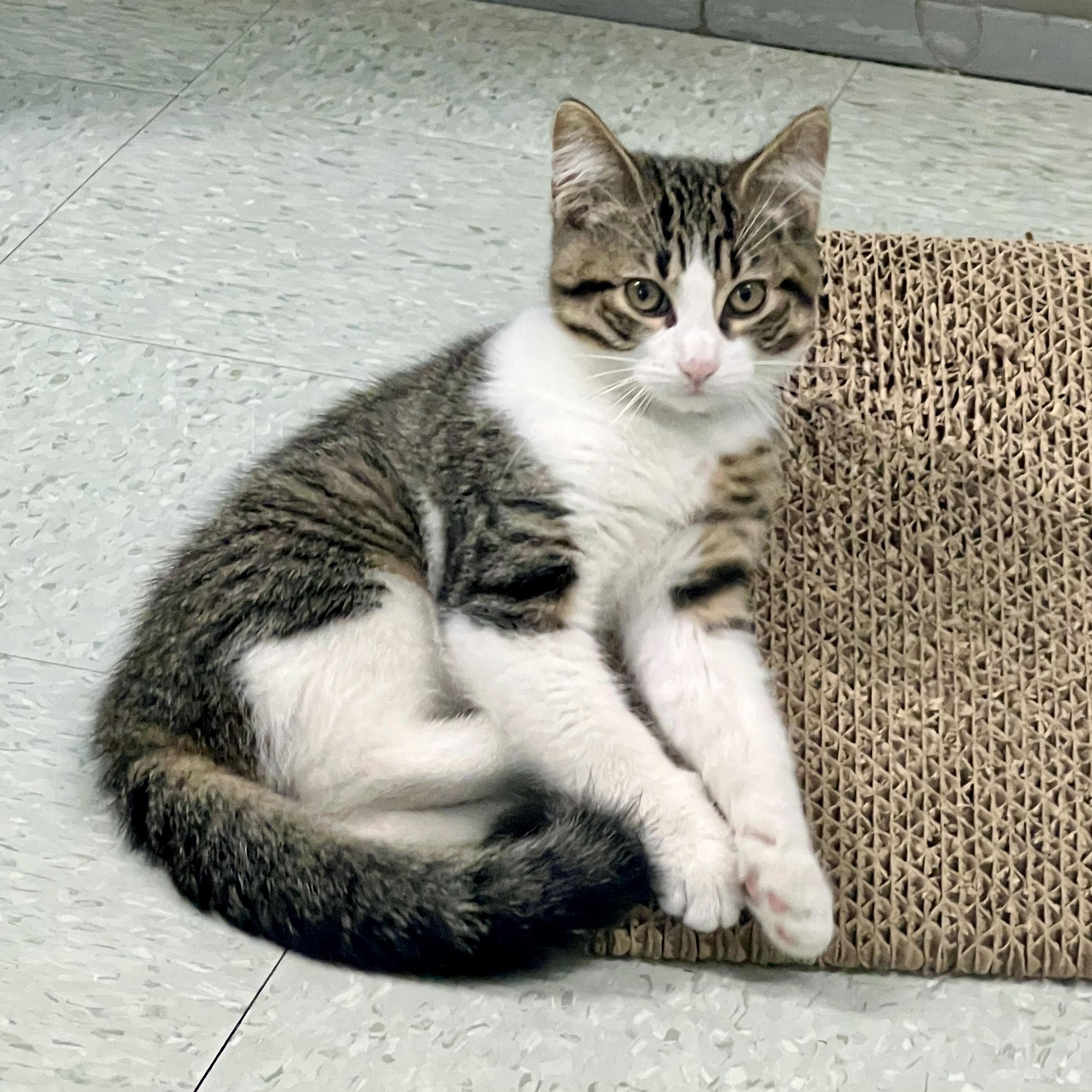 Glenn, adopted, Kitten Male Domestic Short Hair.