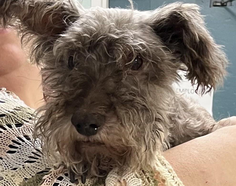 Smokey (Sweetest Little Guy), Adoptable, Adult Male Miniature Schnauzer.