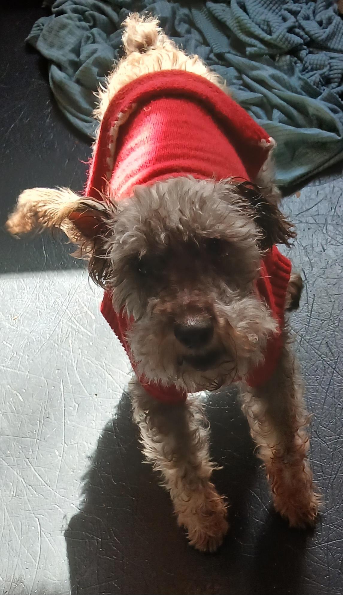 Enlarge Smokey (Sweetest Little Guy), a Adoptable mixed breed in Newfoundland, PA image 3/4