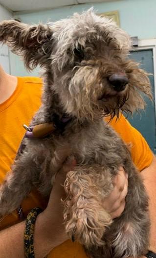 Enlarge Smokey (Sweetest Little Guy), a Adoptable mixed breed in Newfoundland, PA image 2/4