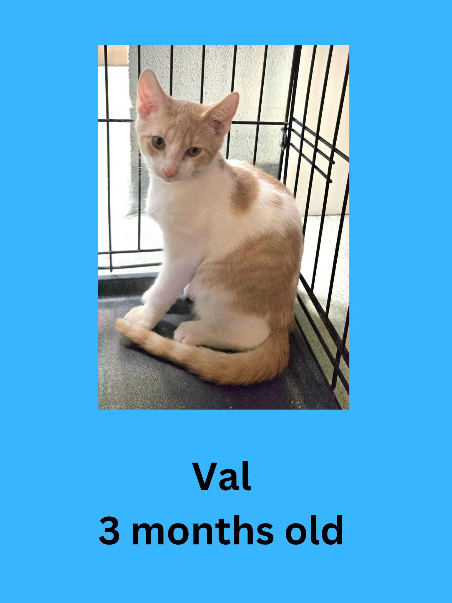 Val, Adoptable, Kitten Male Domestic Short Hair.