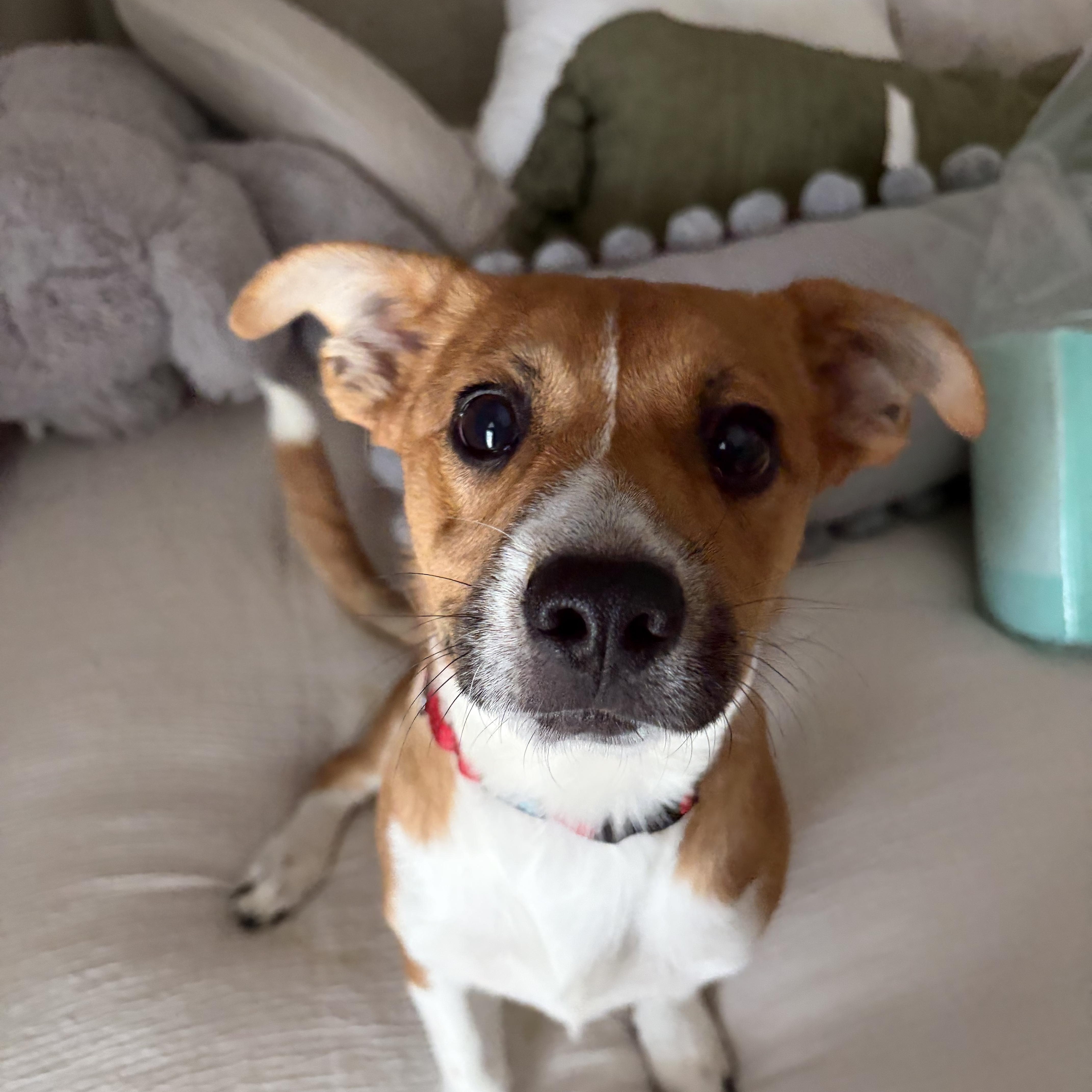 Titan , a ADOPTABLE mixed breed in MYRTLE BEACH, SC image 2/2