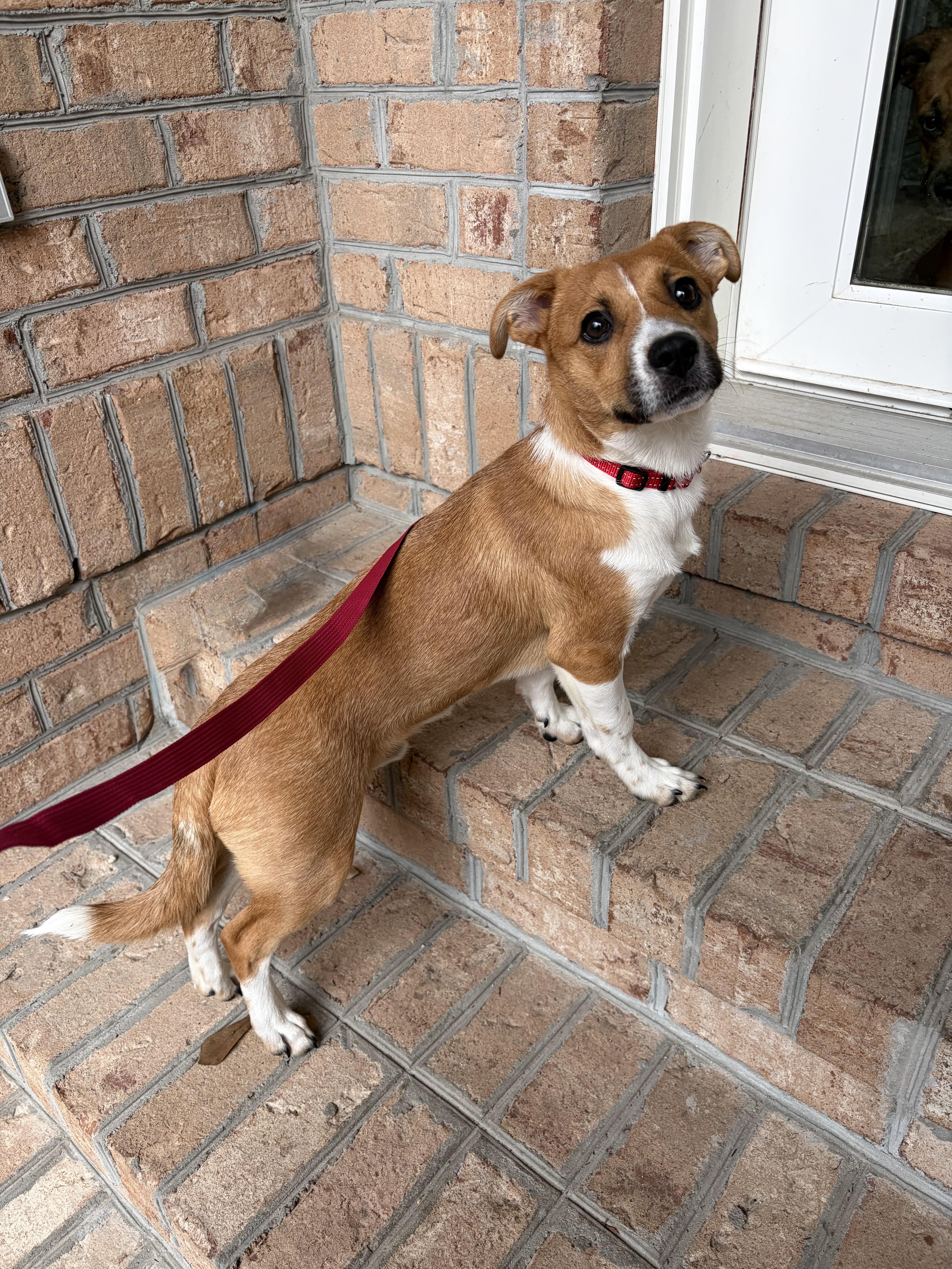 Titan , a ADOPTABLE mixed breed in MYRTLE BEACH, SC image 1/2